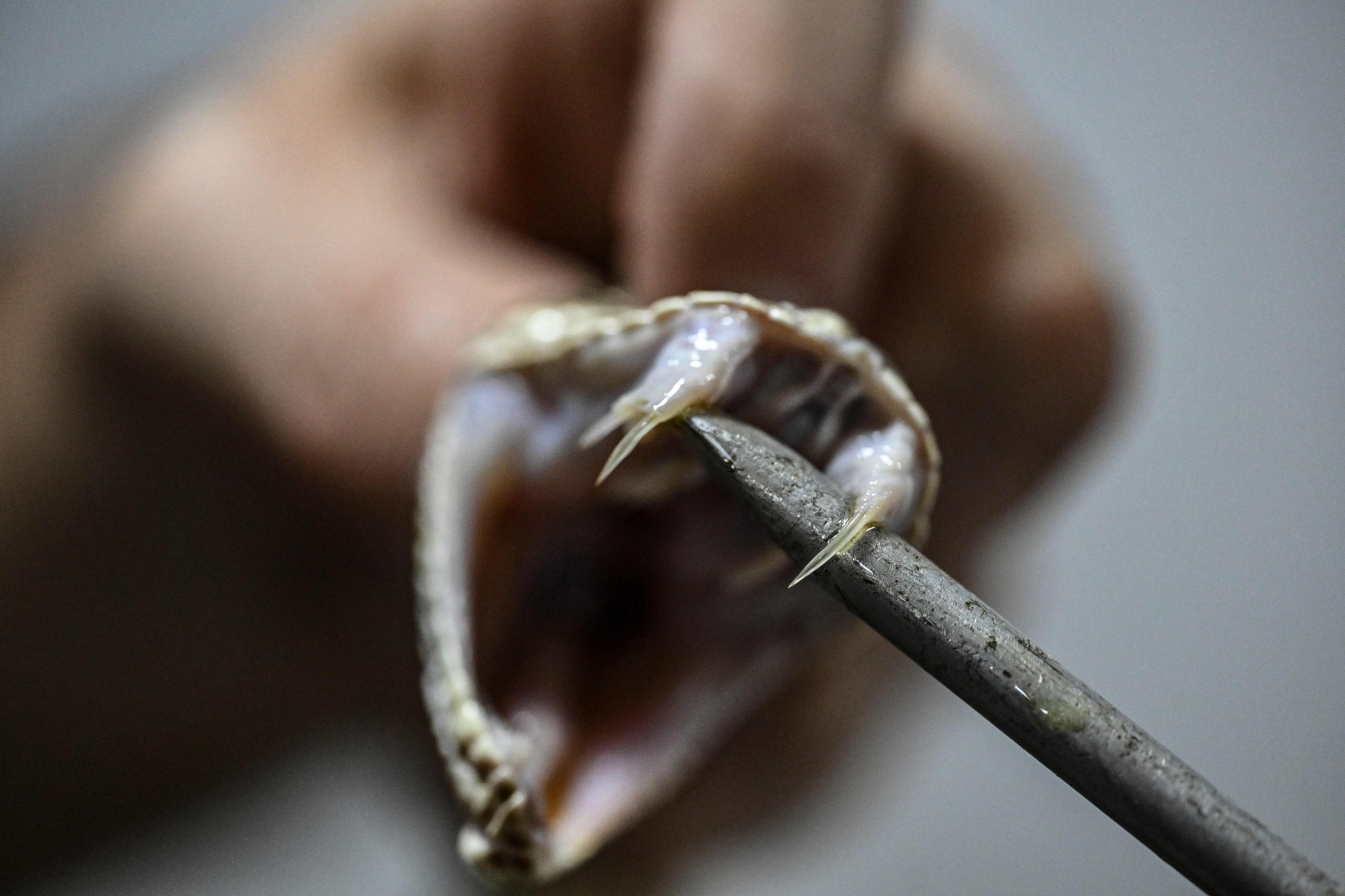 A snake's mouth is held open with a sharp object, showing its fangs