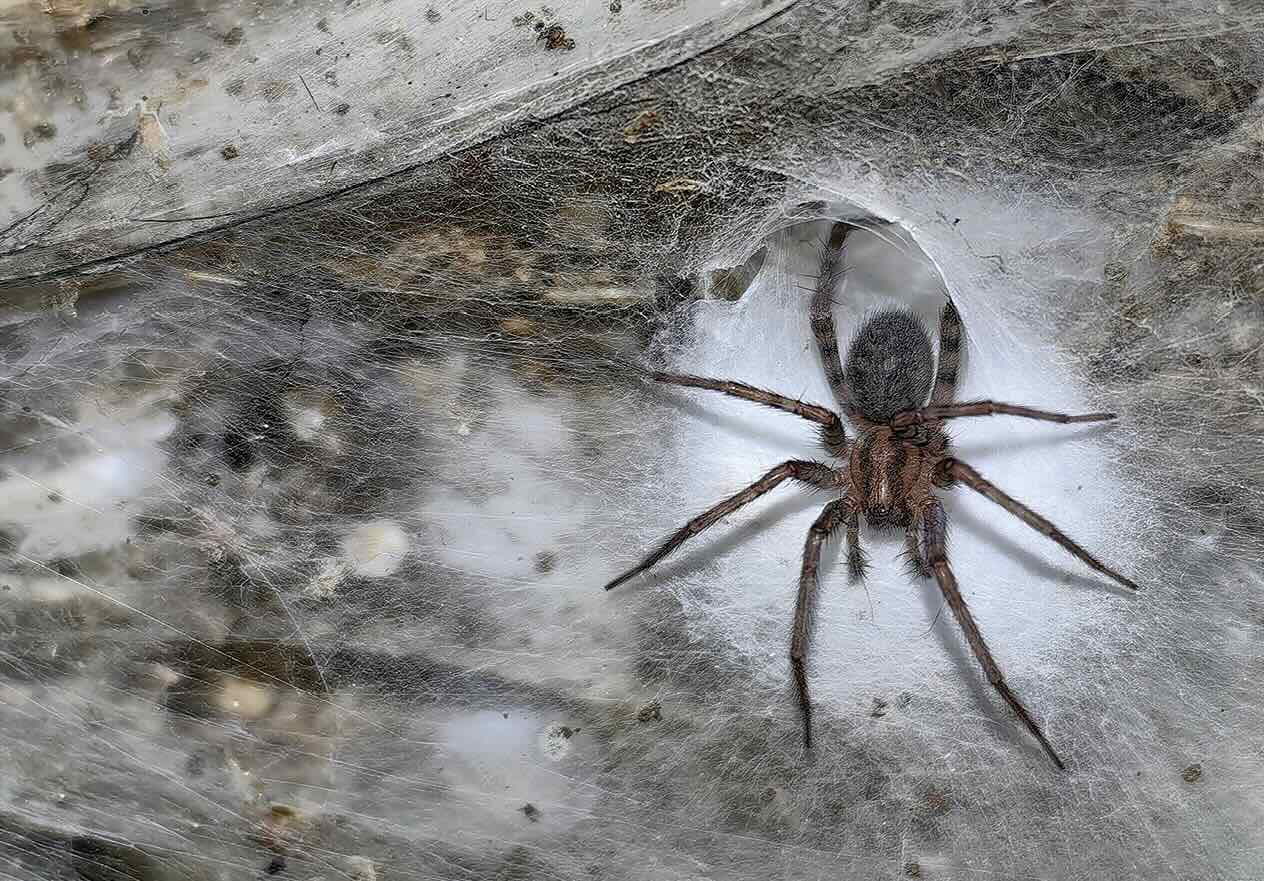 Barn funnel weaver spider