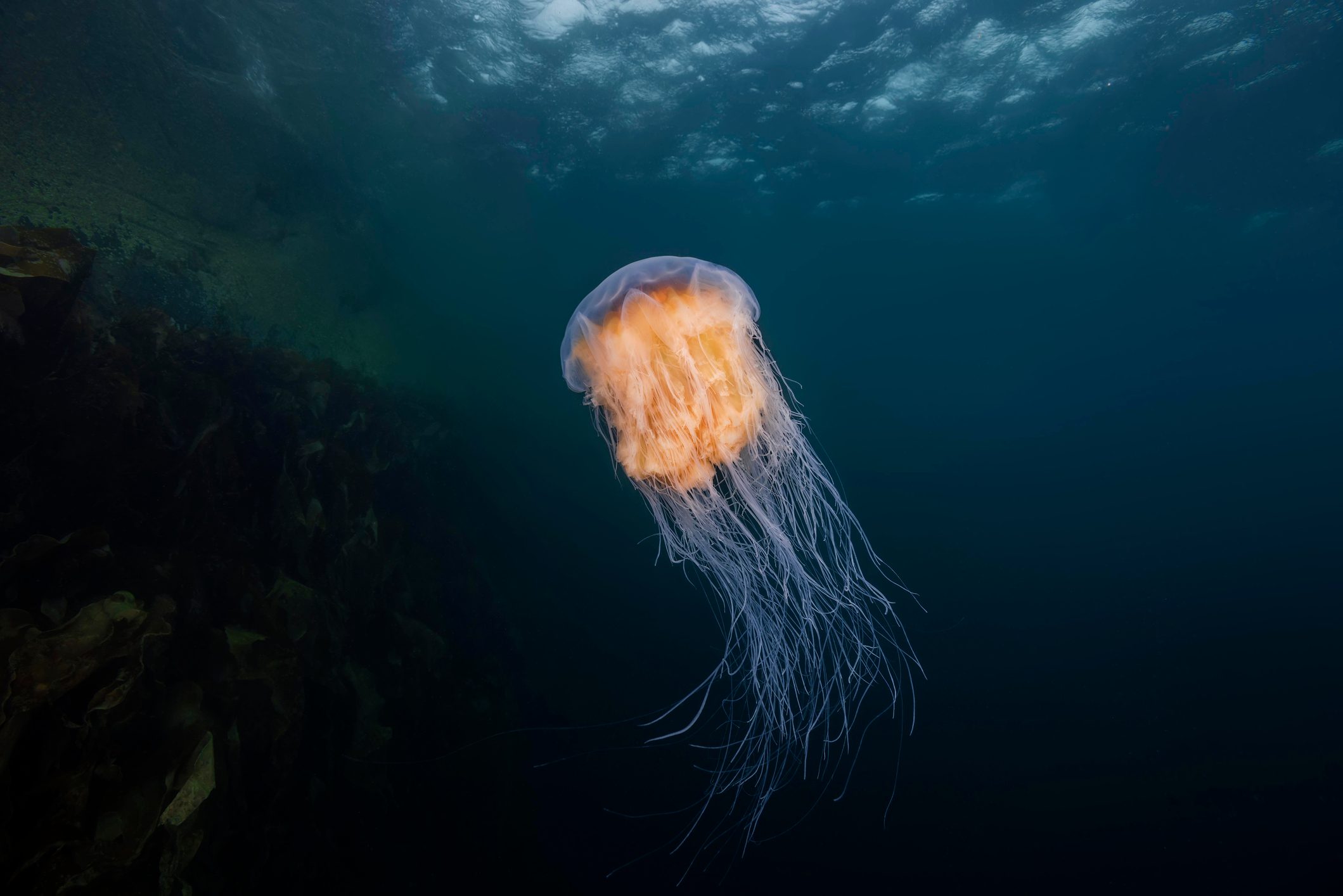 Lion's mane jellyfish (Cyanea capillata, Cyanea arctica) in the blue water near reef