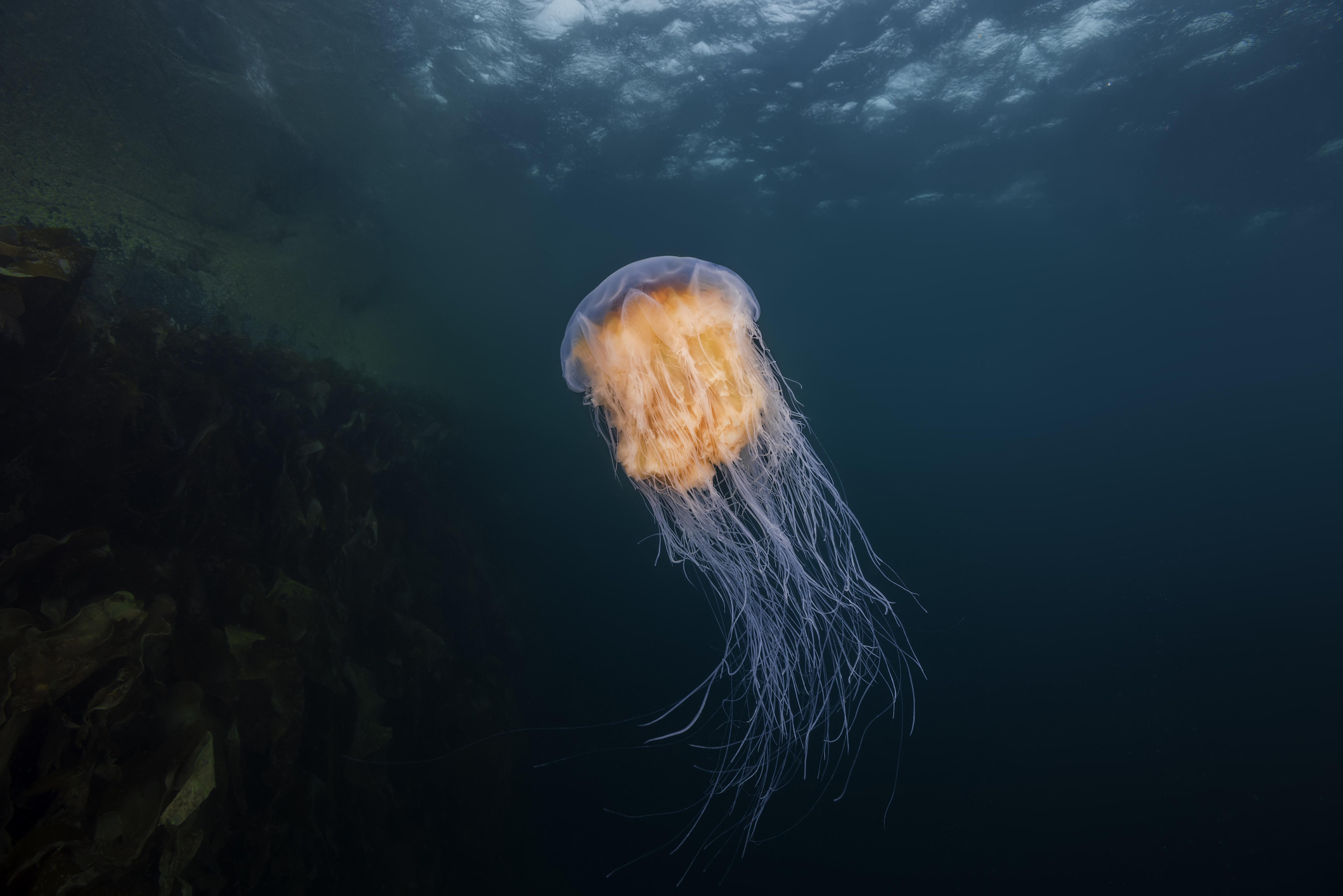 Lion's mane jellyfish (Cyanea capillata, Cyanea arctica) in the blue water near reef