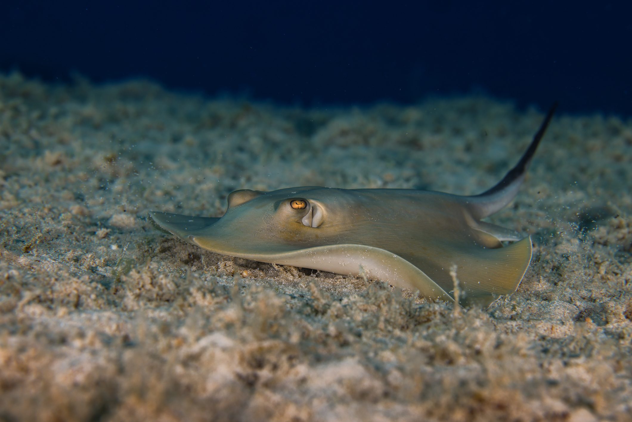 Common stingray - Dasyatis pastinaca