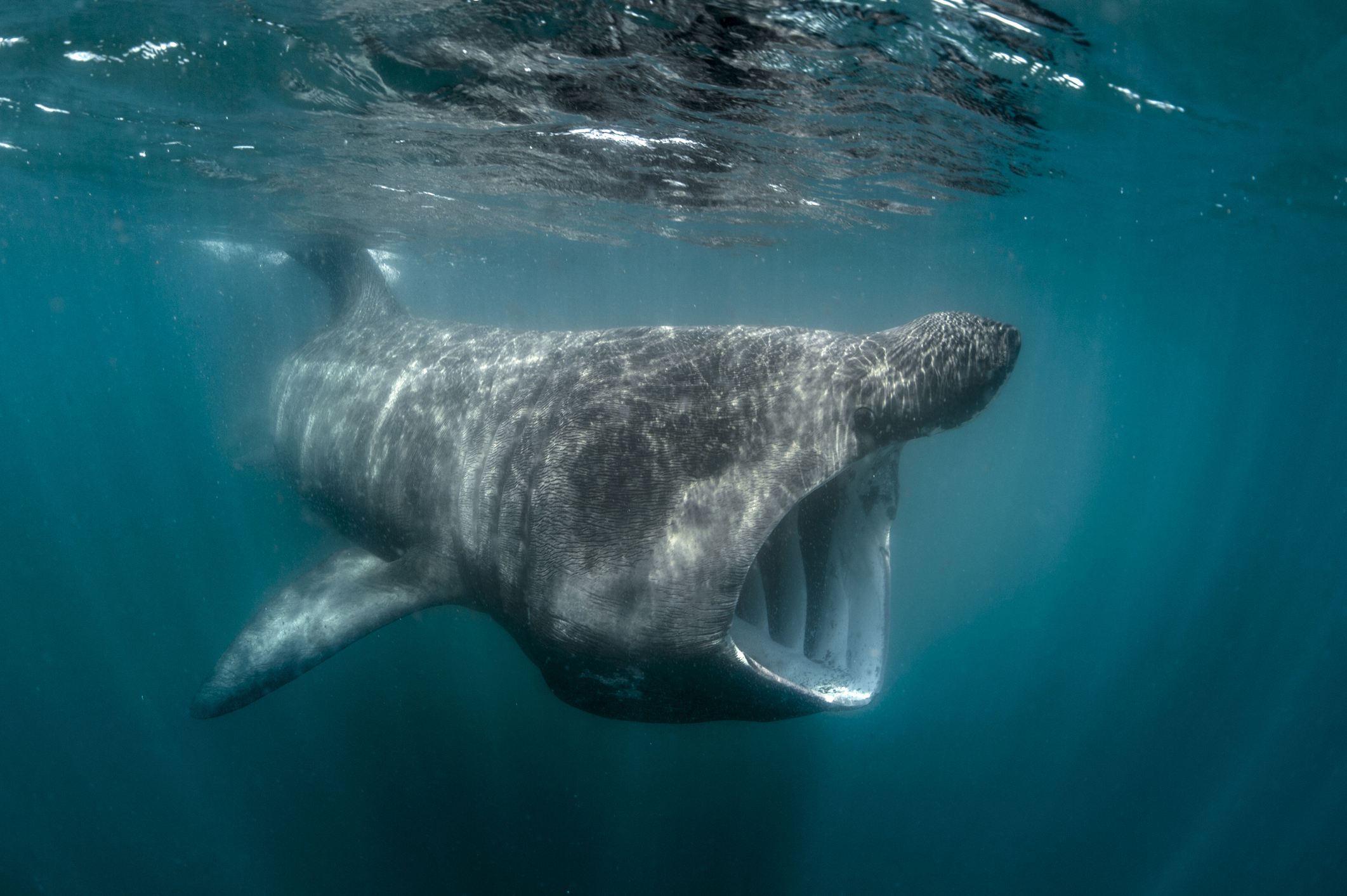 Basking shark (Cetorhinus maximus), underwater view, Baltimore, Cork, Ireland