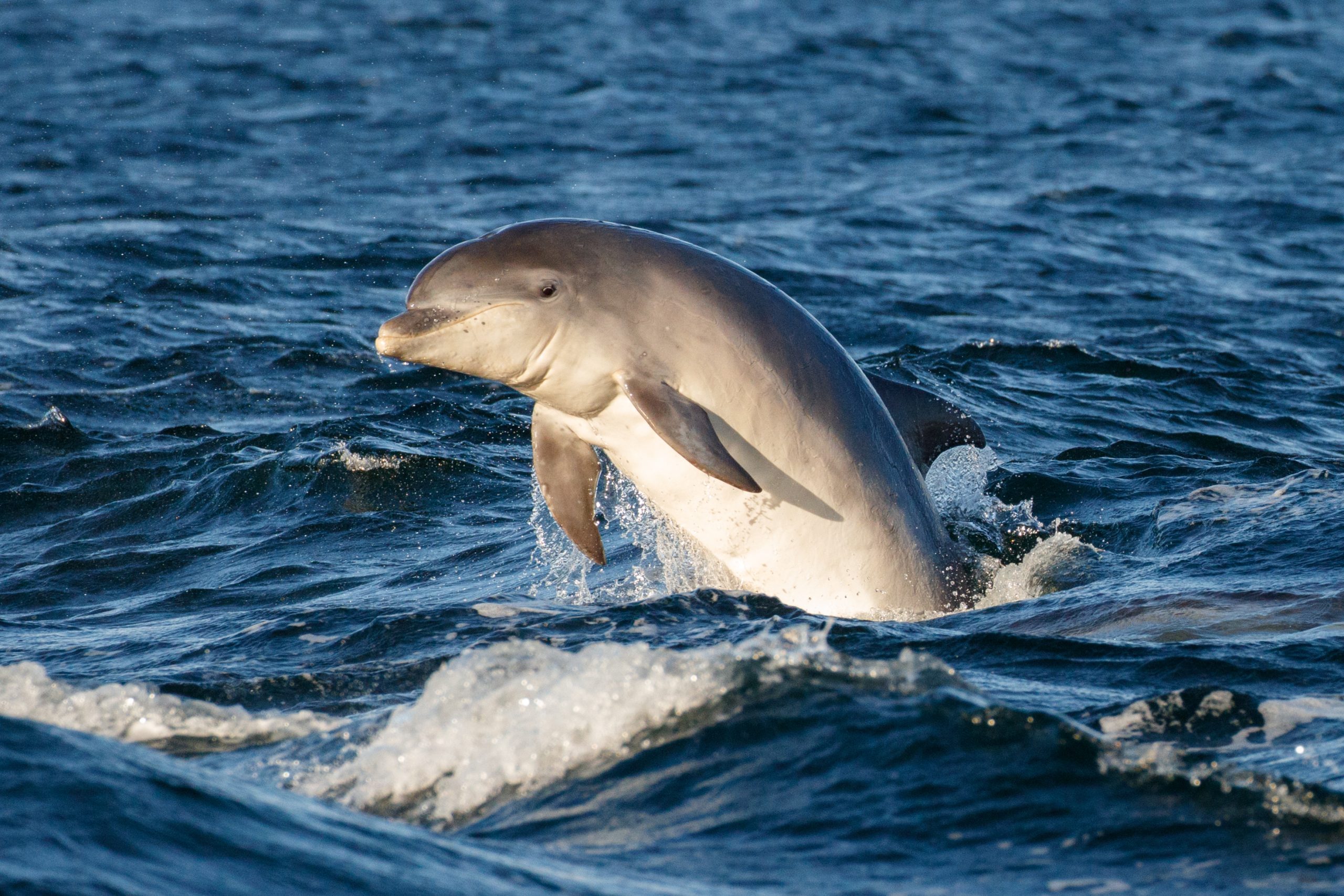 A young bottlenose dolphin (Tursiops truncatus) jumps out of the blue water in the Moray Firth, Scotland