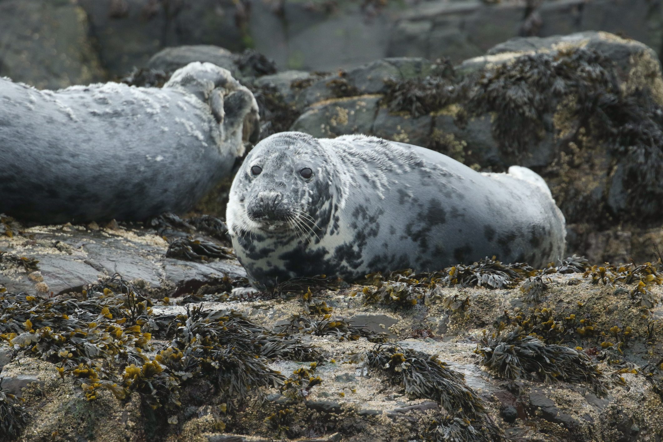 Grey Seals, Halichoerus grypus, on an island in the sea during a storm.