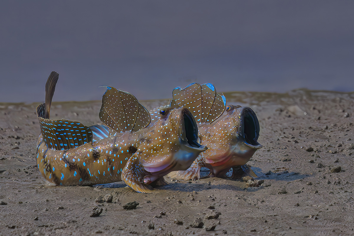 Two brightly patterned mudskippers rest on a muddy tidal flat near the water’s edge. The fish display raised dorsal fins marked with blue spots and hold their mouths open, while their mottled brown bodies are covered in vivid turquoise markings against the smooth grey-brown mud.
