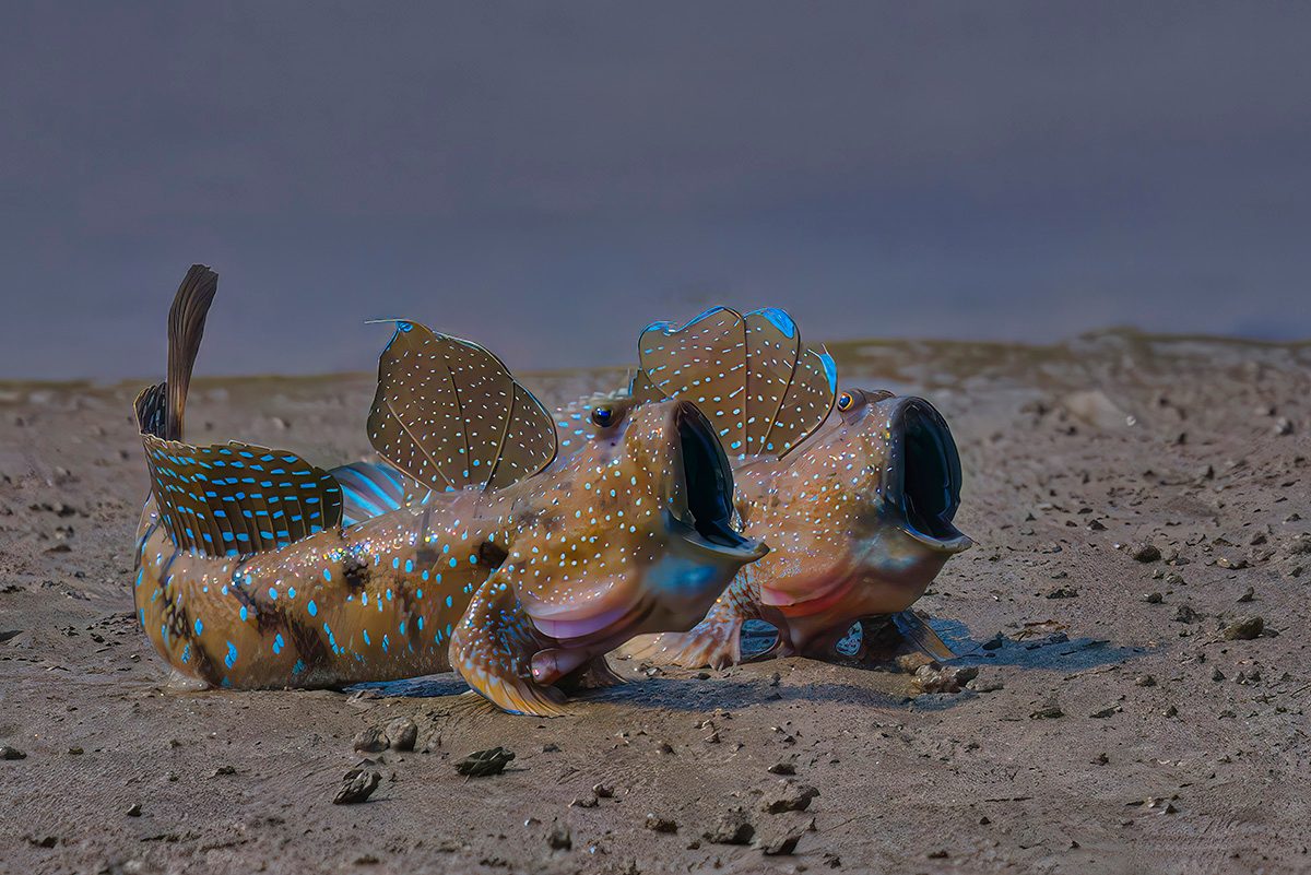 Two brightly patterned mudskippers rest on a muddy tidal flat near the water’s edge. The fish display raised dorsal fins marked with blue spots and hold their mouths open, while their mottled brown bodies are covered in vivid turquoise markings against the smooth grey-brown mud.