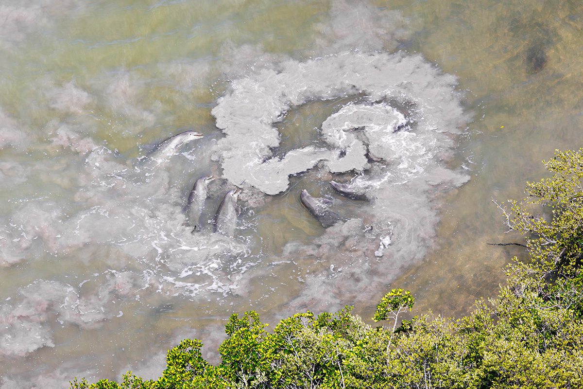 Aerial view of several dolphins swimming in a shallow, muddy tidal channel, creating swirling patterns of white foam on the water’s surface. Green mangrove vegetation lines the edge of the water in the foreground, while the dolphins are partially visible beneath the cloudy water as they move together in a tight group.