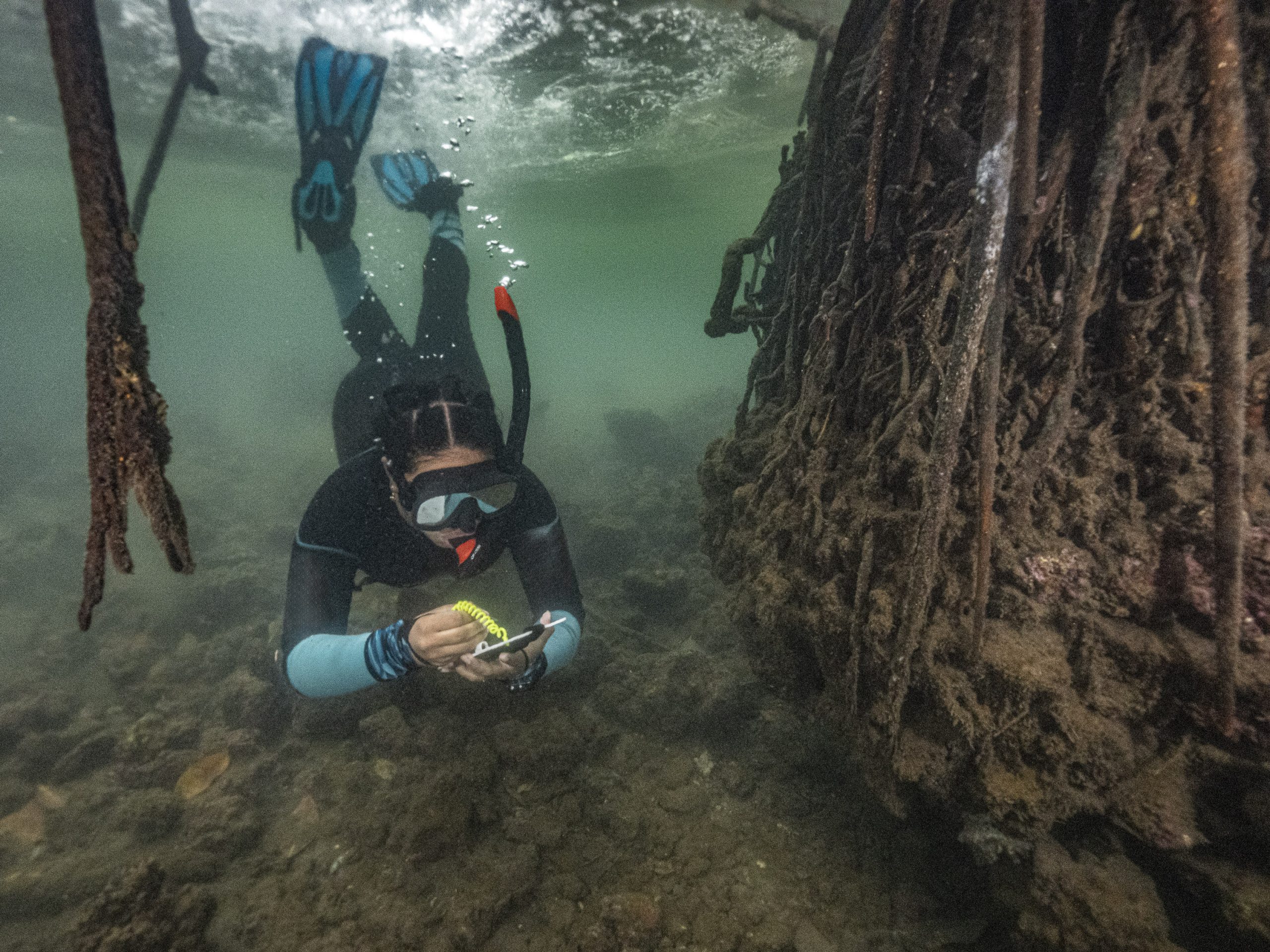 An underwater researcher wearing a snorkel, mask and fins floats beneath mangrove roots in shallow, murky water. The person is recording observations on a handheld device while hovering above the seabed beside a dense wall of tangled mangrove roots. Sunlight filters through the water, illuminating suspended particles and the intricate root system.