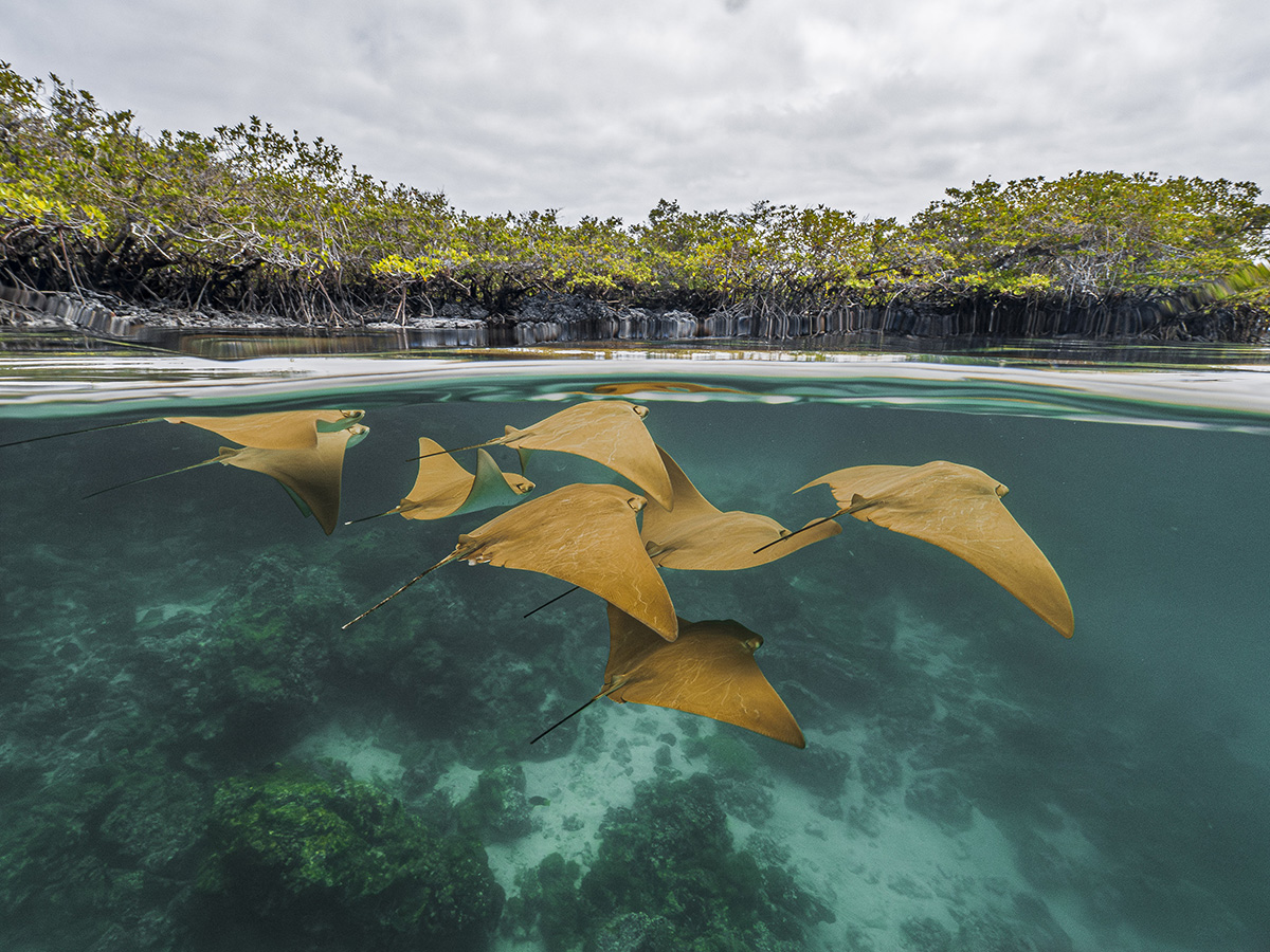 Split-level view of a mangrove lagoon, with dense mangrove trees lining the shoreline above the water and a group of golden-brown stingrays swimming just below the surface. Clear turquoise water reveals the sandy seabed and coral formations beneath the rays, while the calm waterline divides the underwater scene from the cloudy sky above.