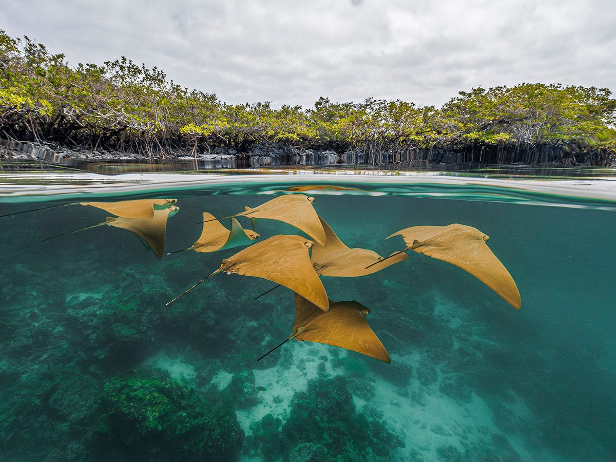 Split-level view of a mangrove lagoon, with dense mangrove trees lining the shoreline above the water and a group of golden-brown stingrays swimming just below the surface. Clear turquoise water reveals the sandy seabed and coral formations beneath the rays, while the calm waterline divides the underwater scene from the cloudy sky above.