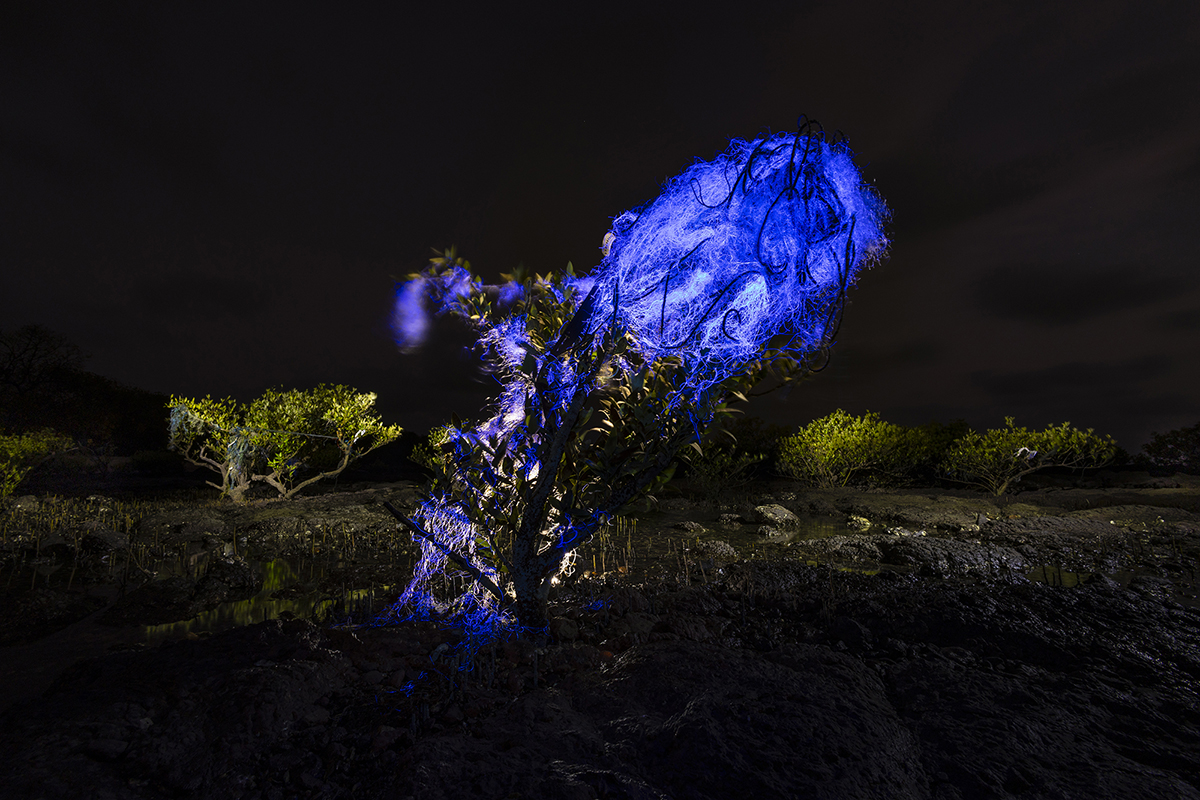 A mangrove tree illuminated with bright blue light stands in a coastal wetland at night. A large tangle of blue fishing net is draped over the tree’s branches, creating a striking contrast against the dark sky and surrounding mangrove vegetation. Reflections shimmer in the shallow water below, while nearby mangrove trees remain dimly lit in the background.