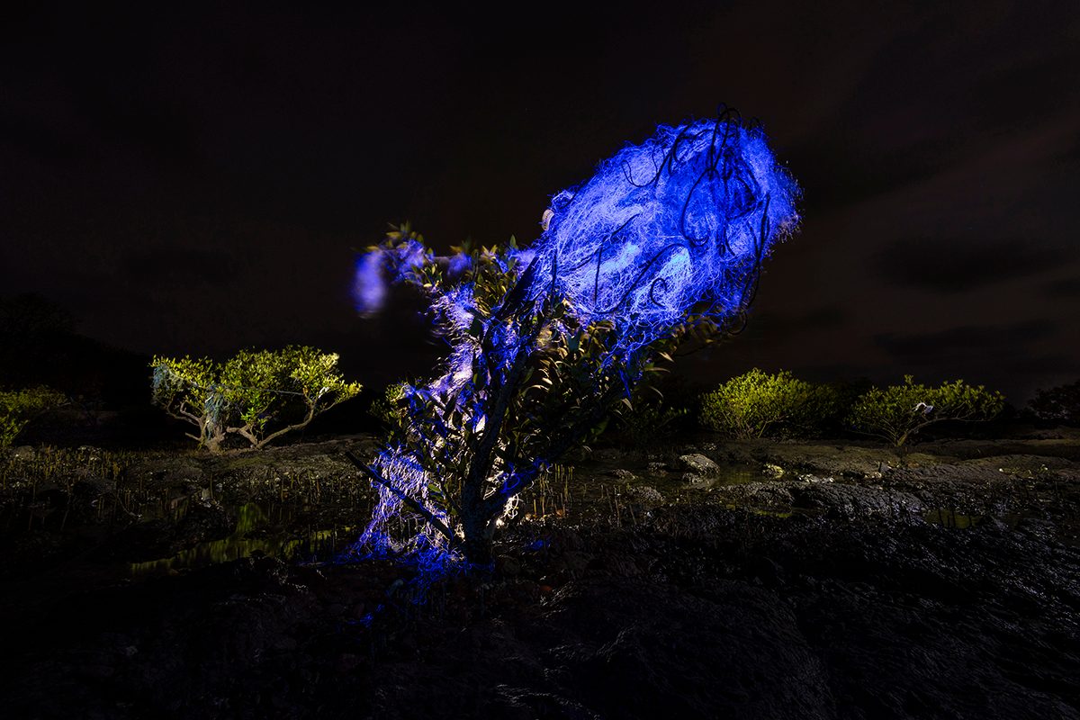 A mangrove tree illuminated with bright blue light stands in a coastal wetland at night. A large tangle of blue fishing net is draped over the tree’s branches, creating a striking contrast against the dark sky and surrounding mangrove vegetation. Reflections shimmer in the shallow water below, while nearby mangrove trees remain dimly lit in the background.