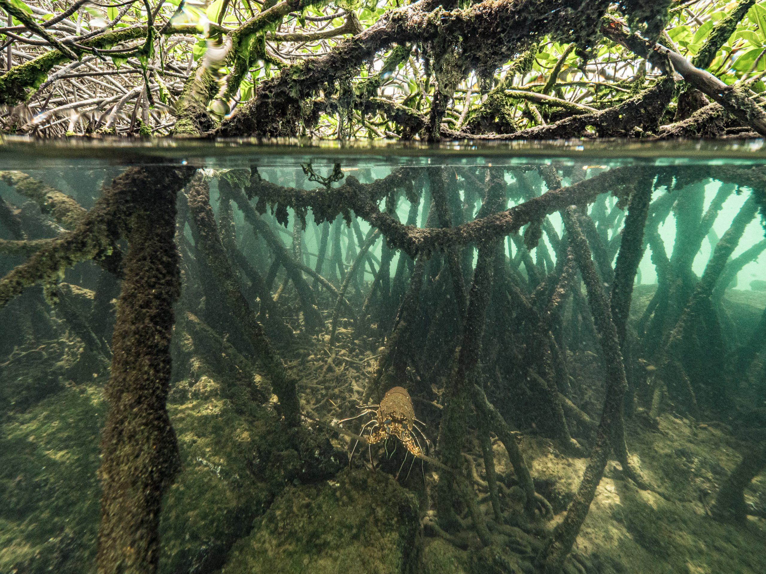 Split-level view of a mangrove habitat, showing a dense network of tangled mangrove branches above the water and submerged roots below. Clear green-blue water reveals the intricate root system extending across a rocky seabed, while a spiny lobster rests among the roots near the centre of the underwater scene. Sunlight filters through the vegetation, highlighting the textures of the roots and surrounding marine environment