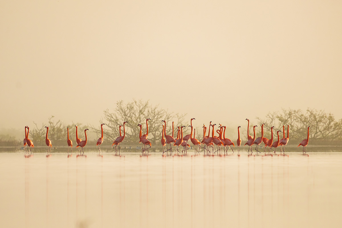 A flock of flamingoes stand in water on the horizon line at dawn which has created a warm yellow hue across the image. 