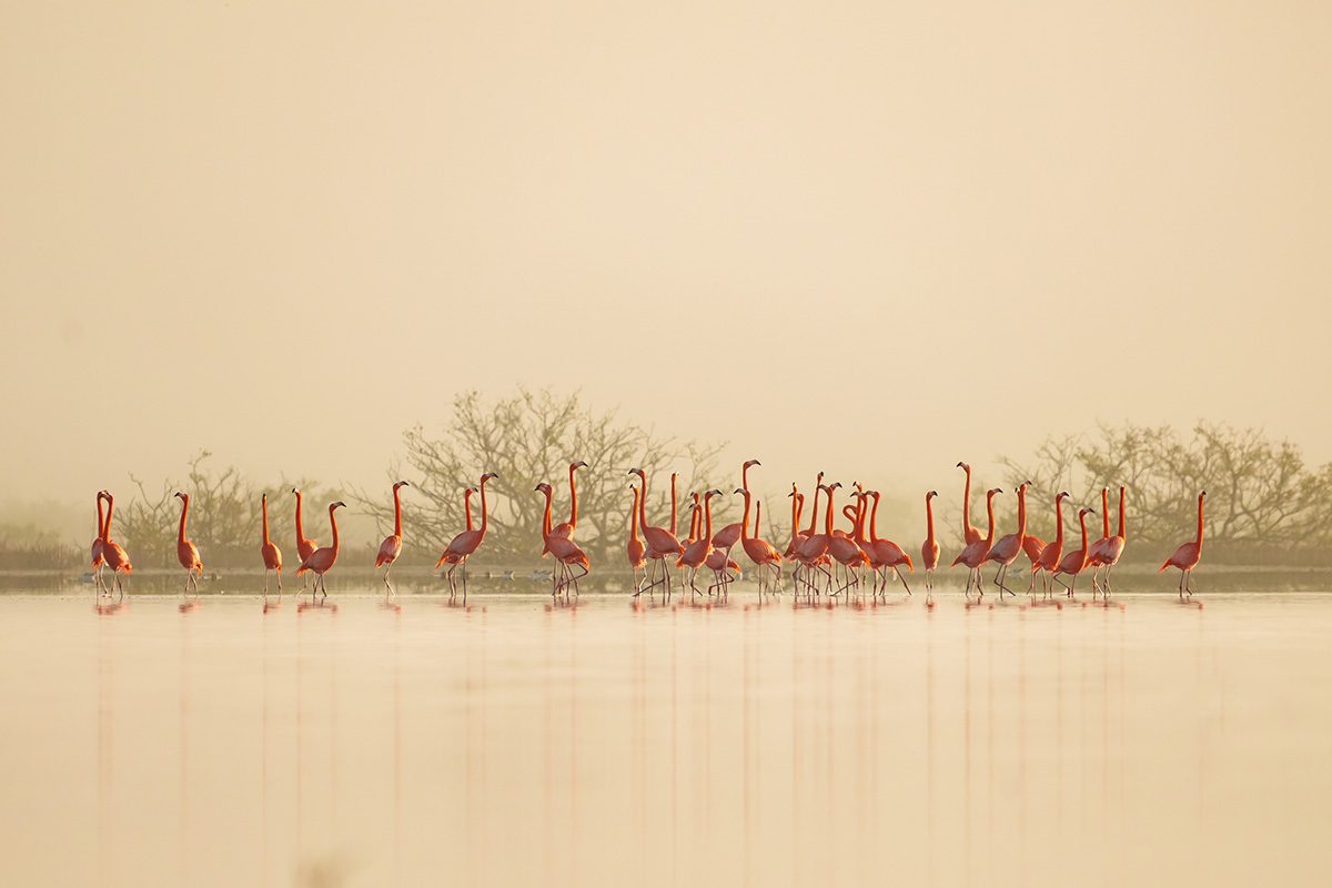 A flock of flamingoes stand in water on the horizon line at dawn which has created a warm yellow hue across the image. 