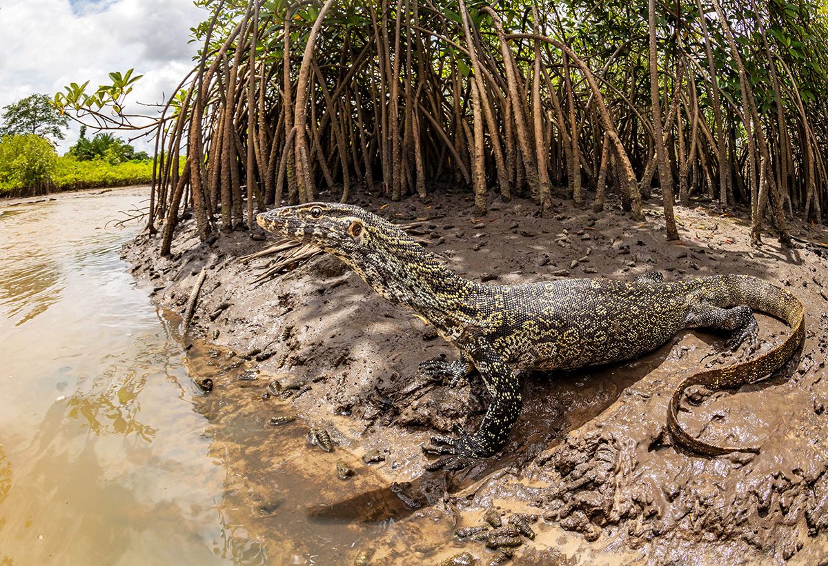 A large monitor lizard rests on a muddy riverbank at the edge of a mangrove forest. The reptile’s patterned black-and-yellow scales contrast with the wet brown mud, while dense mangrove roots rise behind it and shallow water curves along the shoreline under a cloudy sky.