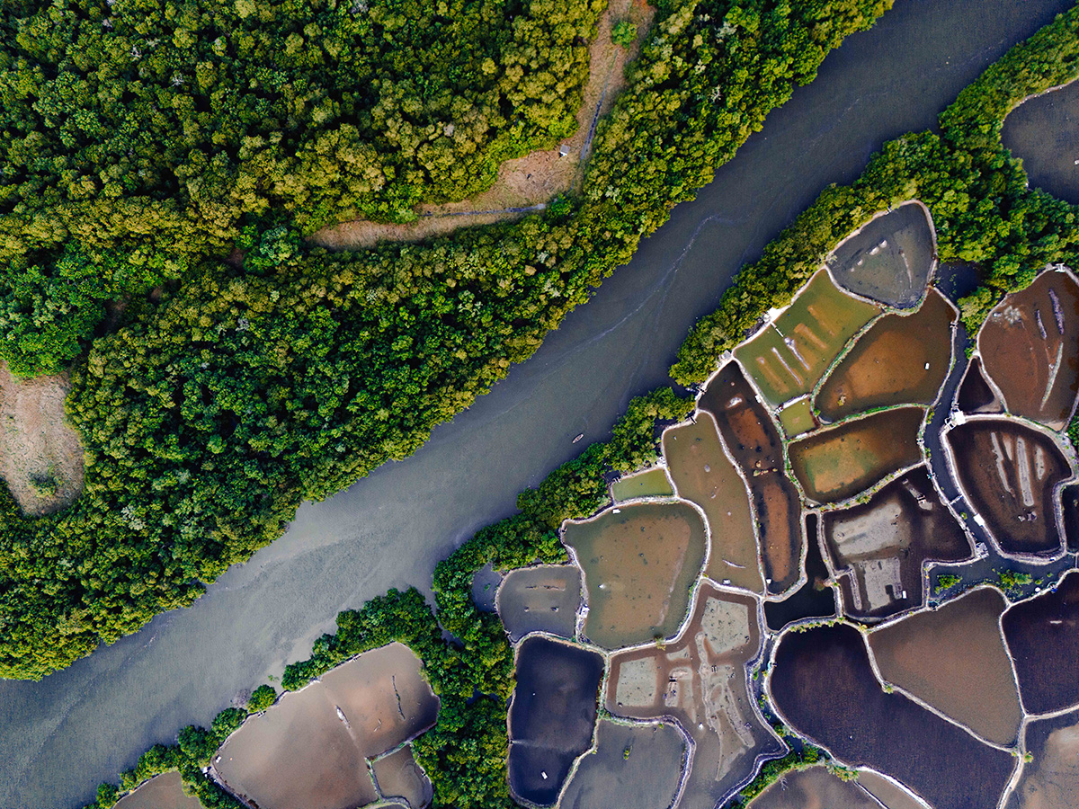 Aerial image with a river going diagonally across the frame with a vibrant green mangrove on one side and  segmented shrimp ponds of varying shades and colours.