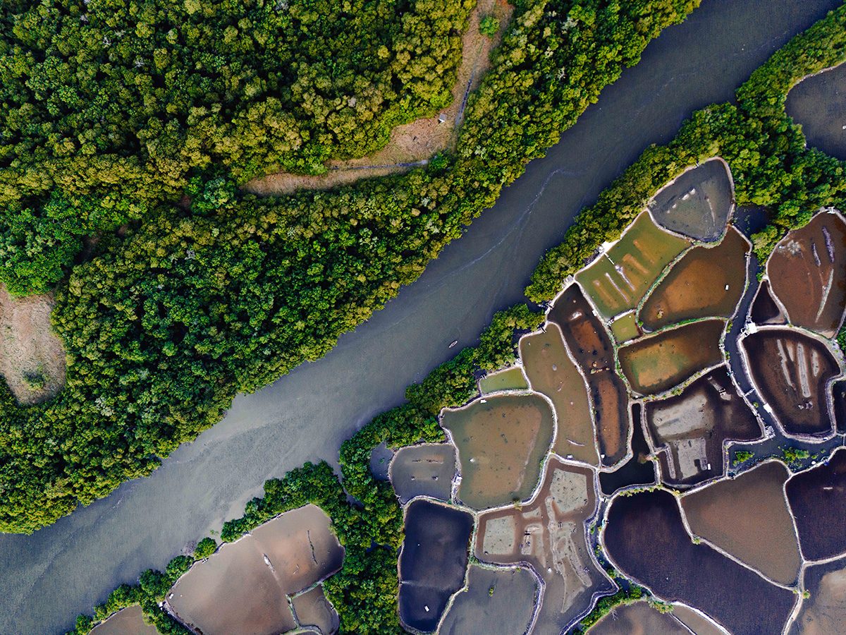 Aerial image with a river going diagonally across the frame with a vibrant green mangrove on one side and  segmented shrimp ponds of varying shades and colours.