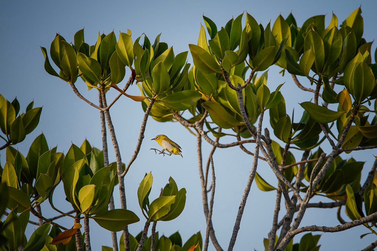 A small yellow-green bird hovers among the branches of a mangrove tree, holding a twig in its beak. The bird is surrounded by glossy green leaves and slender grey branches, set against a clear pale blue sky in warm sunlight.
