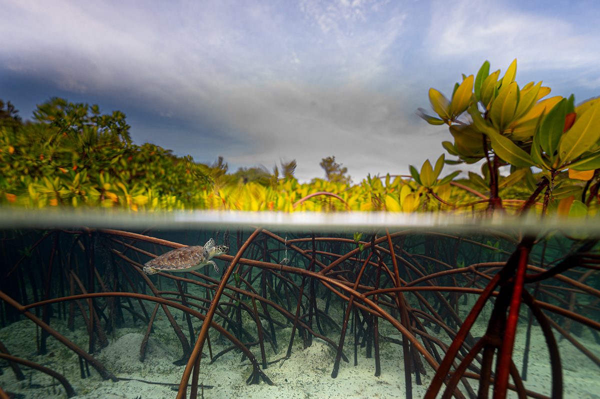 Split-level view of a mangrove ecosystem, showing both above and below the waterline. Above the surface, dense mangrove trees with bright green leaves grow beneath a cloudy sky. Below the surface, a sea turtle swims through a network of reddish mangrove roots over a sandy seabed in clear, shallow water.
