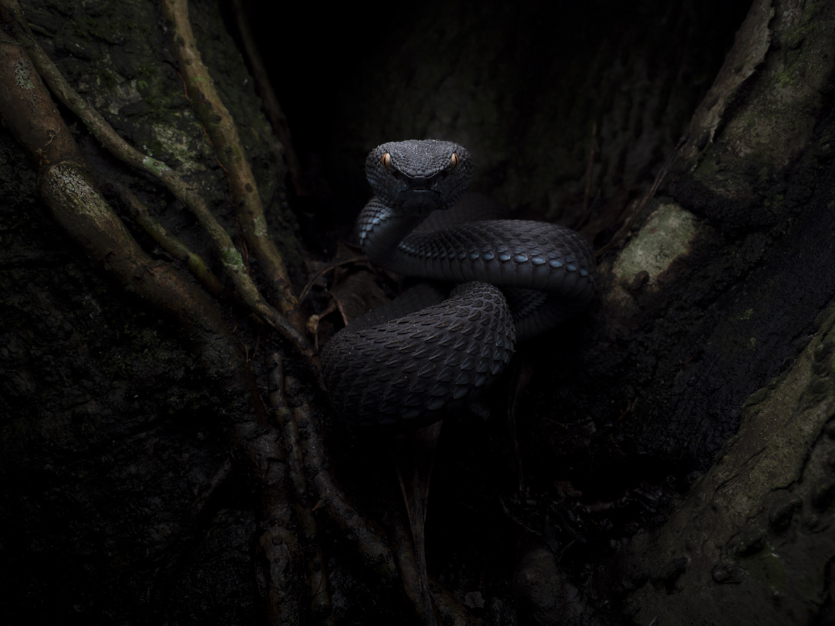 A dark-scaled snake is tightly coiled within the hollow of a tree trunk in a dimly lit forest setting. The reptile’s textured black scales and pale eyes are highlighted against the deep shadows, while twisted roots and rough bark frame the snake as it rests in the cavity.
