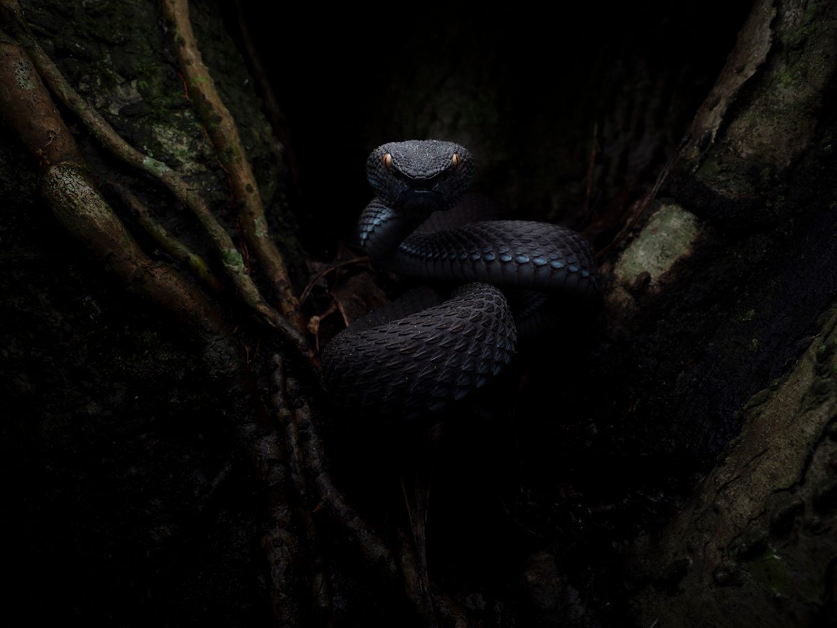 A dark-scaled snake is tightly coiled within the hollow of a tree trunk in a dimly lit forest setting. The reptile’s textured black scales and pale eyes are highlighted against the deep shadows, while twisted roots and rough bark frame the snake as it rests in the cavity.