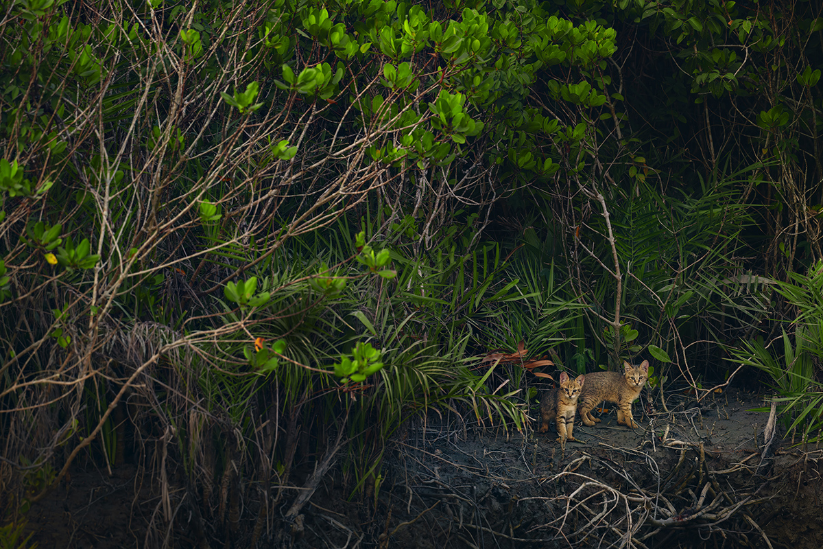 Two jungle cat kittens emerge from the dense mangrove forest.
