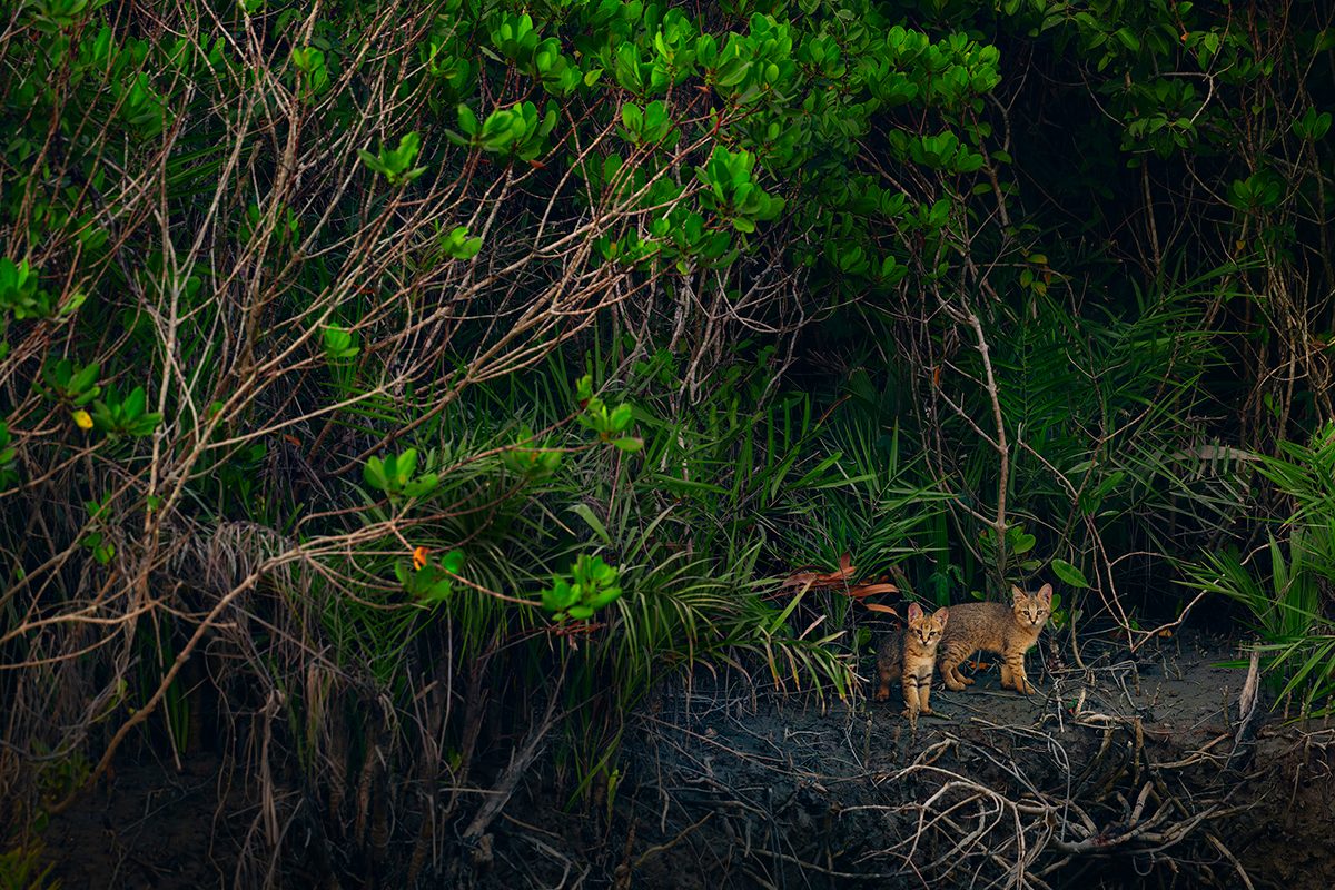 Two jungle cat kittens emerge from the dense mangrove forest.