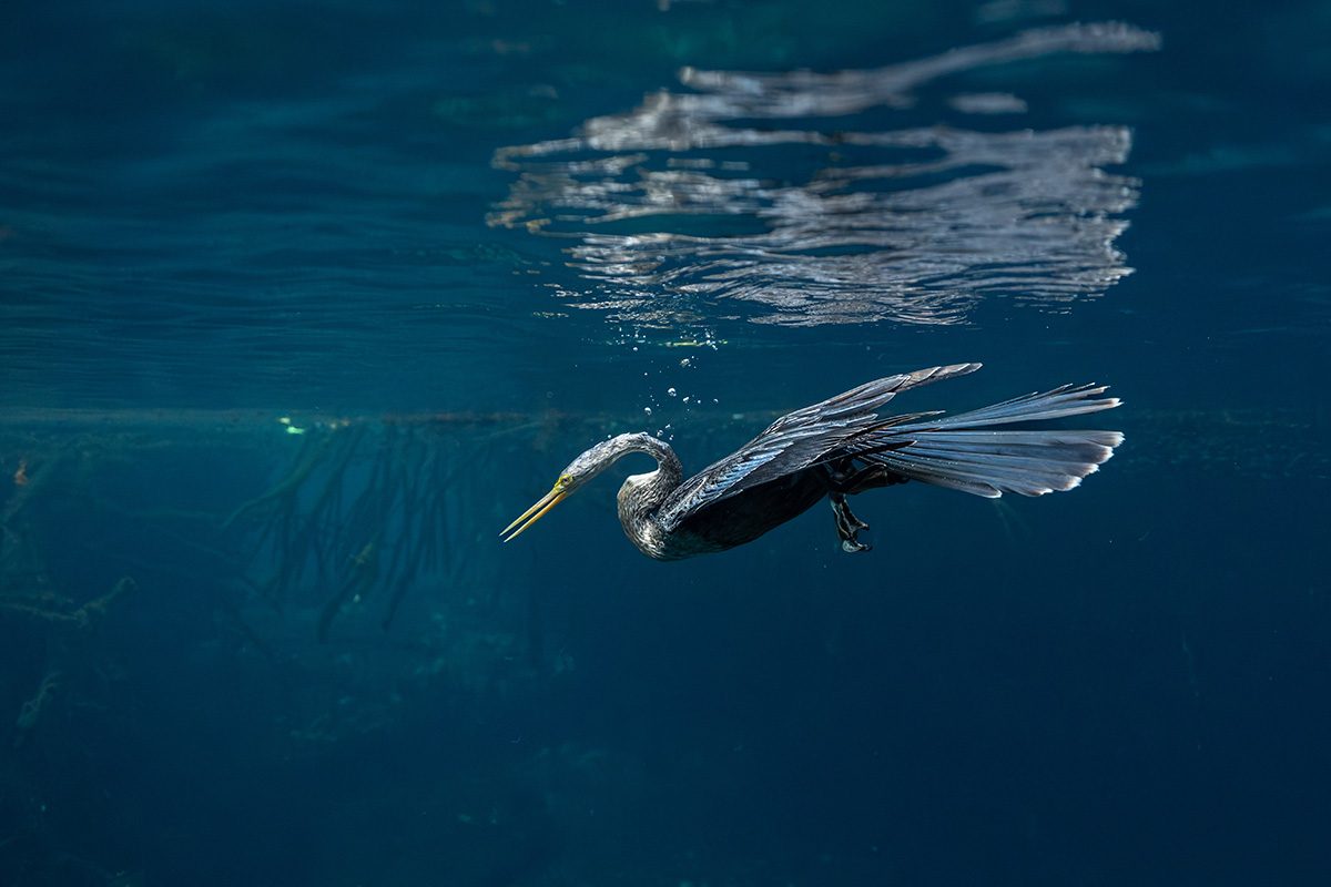 A bird with bright yellow beak caught mid-dive just below the surface in rich blue waters with some air bubbles floating above it's head.
