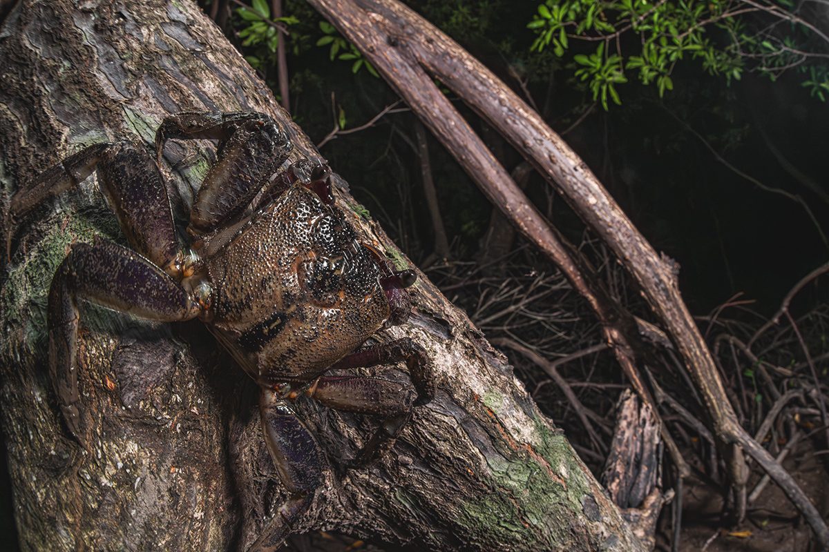 A large dark-coloured crab clings to the trunk of a mangrove tree, its broad shell and sturdy legs clearly visible against the textured bark. Twisted mangrove roots and branches fill the background, while low light creates strong contrasts between the crab, the tree trunk and the surrounding forest.