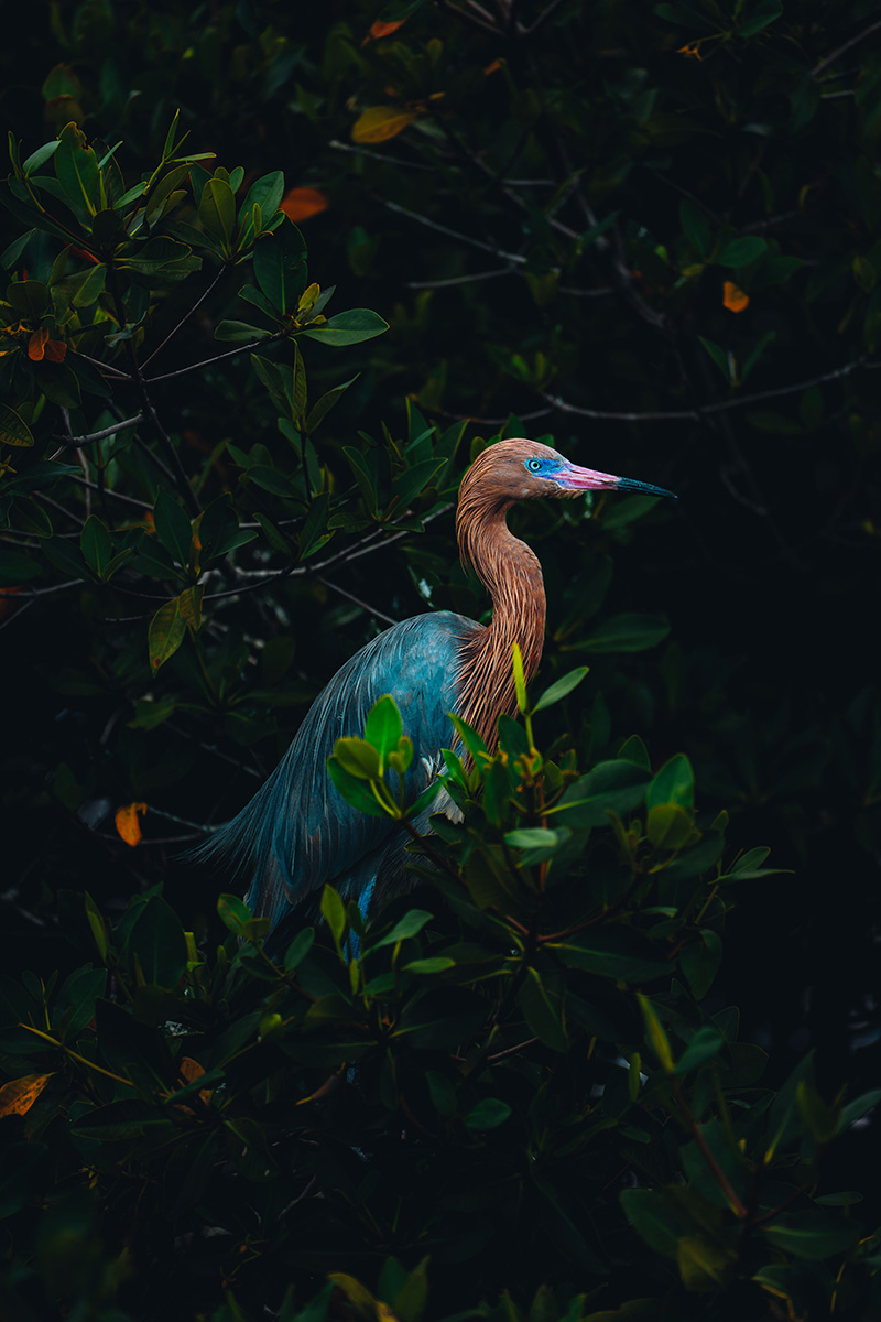 A long-legged wading bird with a chestnut-coloured neck, pale blue-grey body and bright blue eye stands among dense mangrove foliage. The bird is partially hidden by glossy green leaves, while dramatic low light highlights its plumage against a dark, shadowy background.