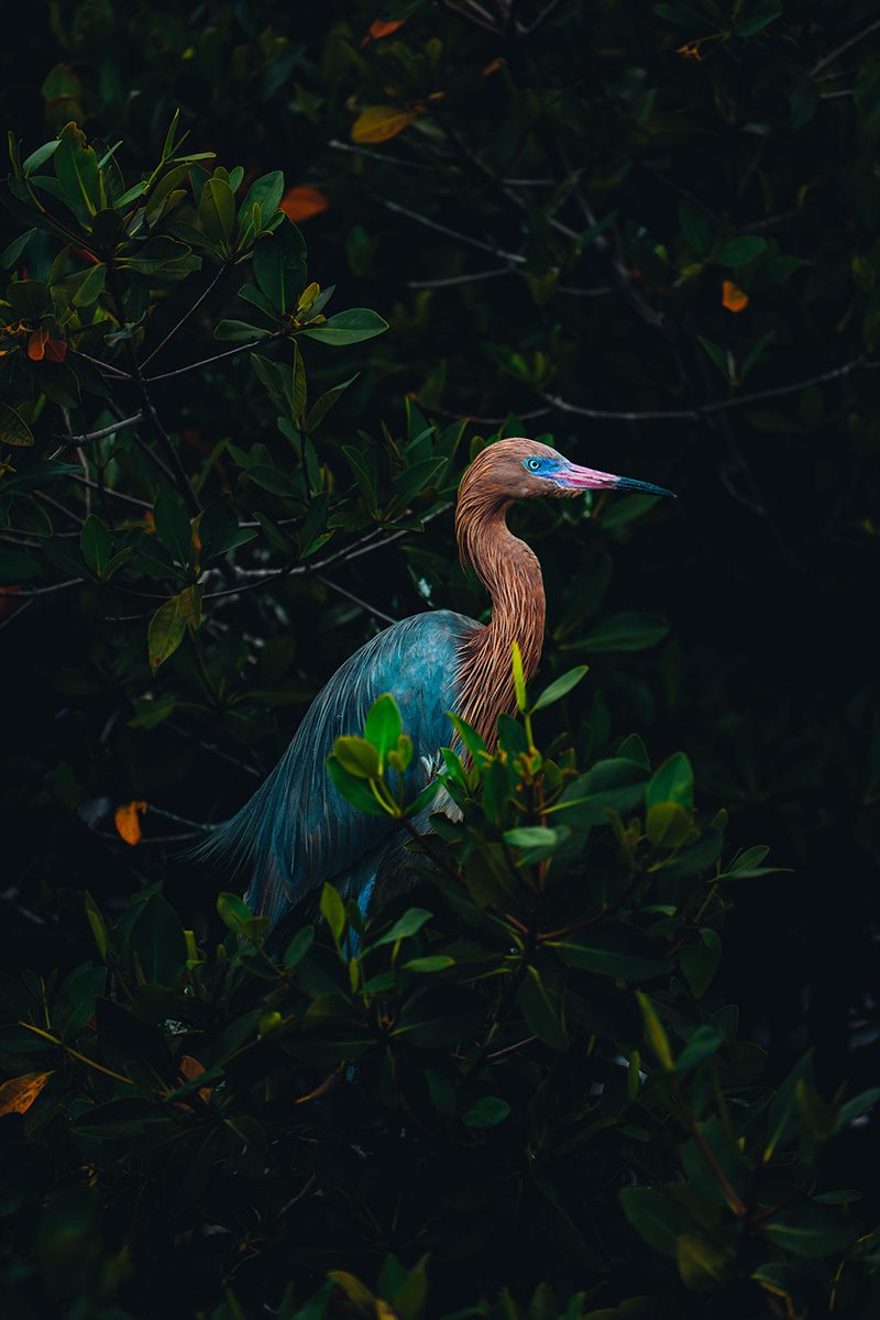 A long-legged wading bird with a chestnut-coloured neck, pale blue-grey body and bright blue eye stands among dense mangrove foliage. The bird is partially hidden by glossy green leaves, while dramatic low light highlights its plumage against a dark, shadowy background.