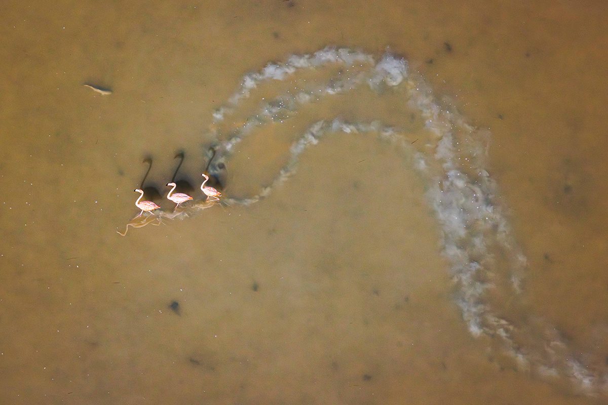 Aerial shot looking donw on a trio of flamingos leave a murky arched trail in brown waters.