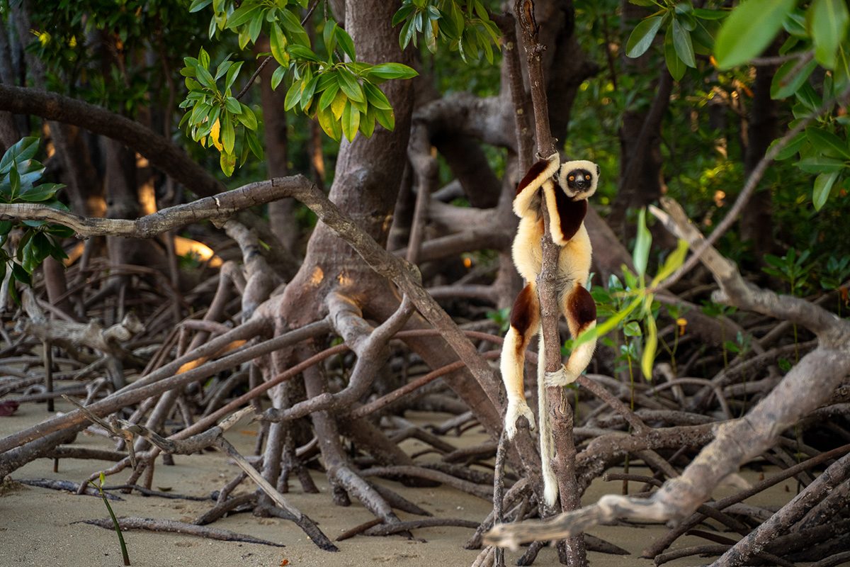 A black-and-white lemur clings to a slender mangrove trunk above a tangle of exposed roots on a sandy shoreline. Dense green mangrove foliage fills the background, while warm sunlight highlights the animal’s cream-coloured fur and long tail against the shaded forest setting.