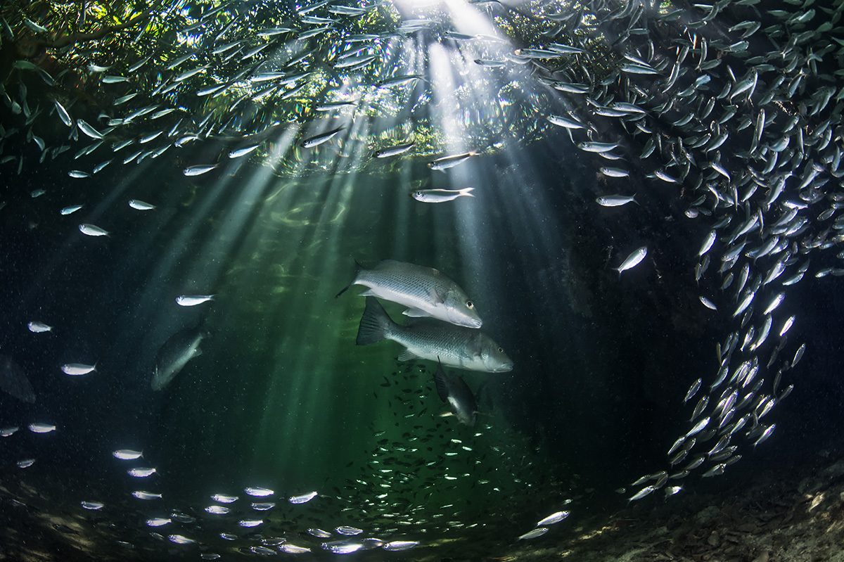 Sunlight streams through clear water, illuminating a swirling school of small silver fish around two larger fish swimming in the centre.