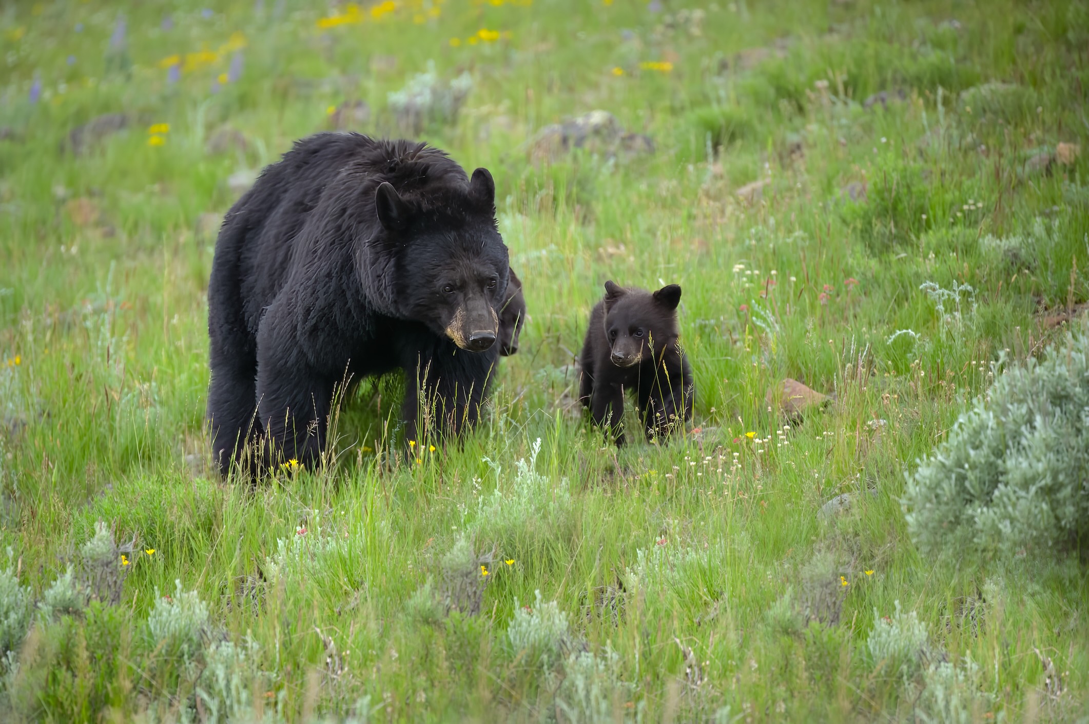 Black bear and cubs
