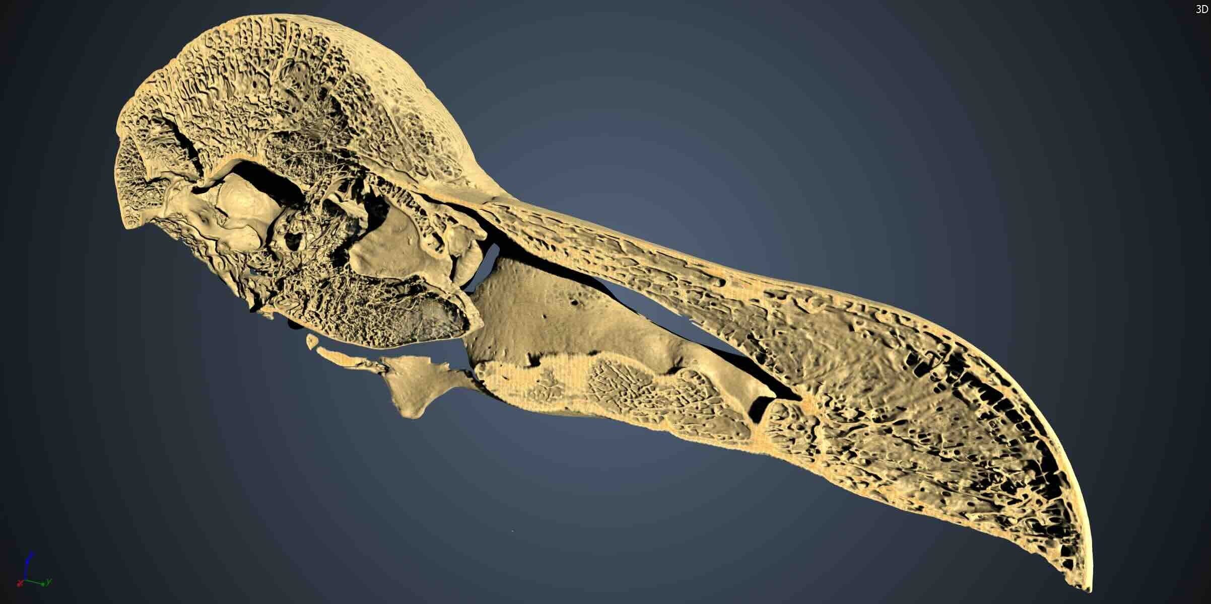 A cross-section scan of a dodo skull