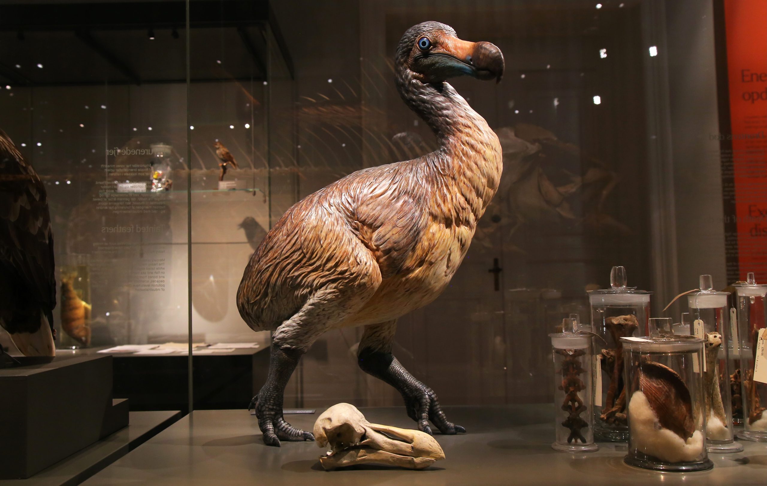 A model of the extinct dodo next to a cast of the skull