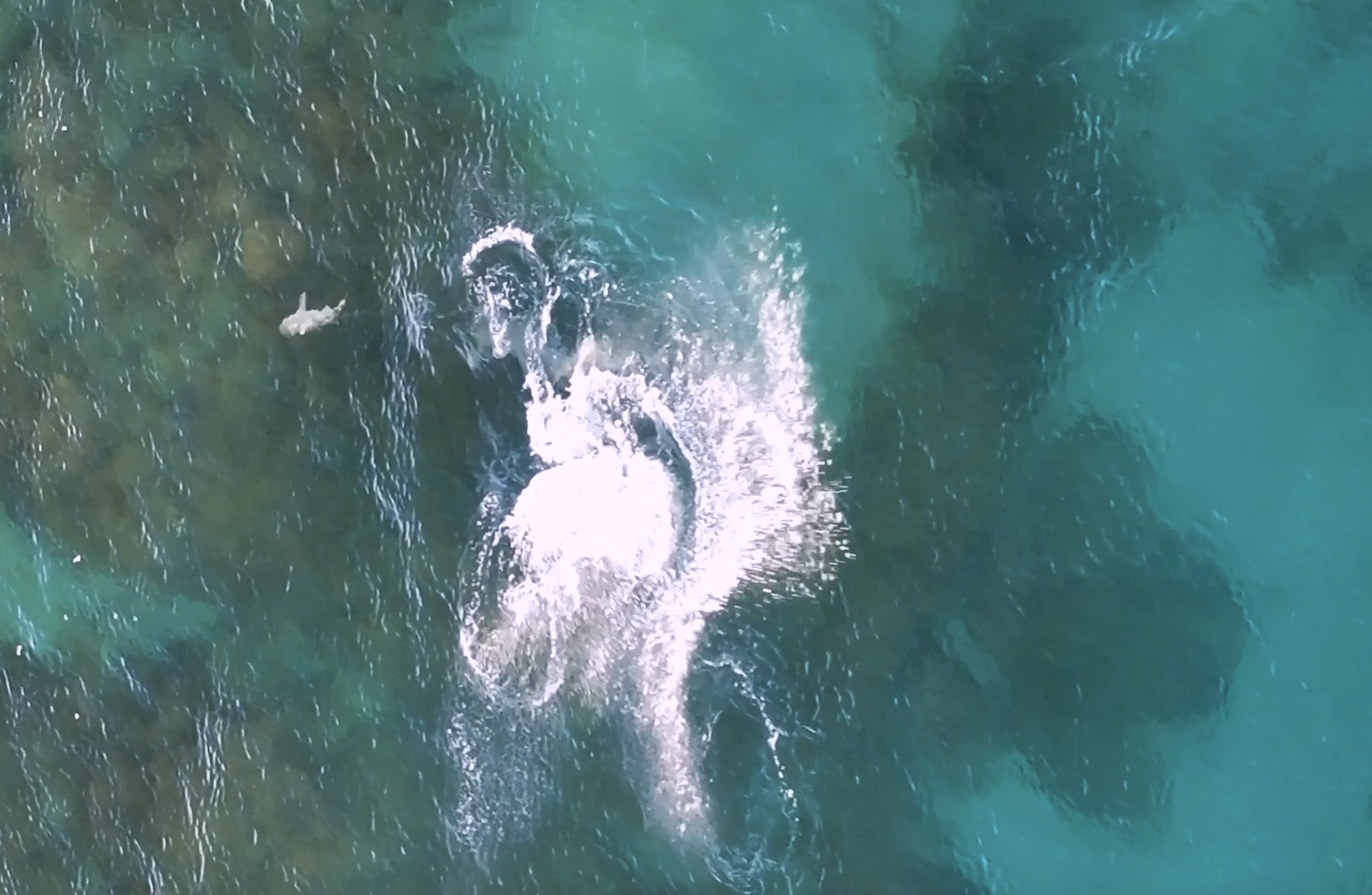 Hammerhead shark attacks reef shark