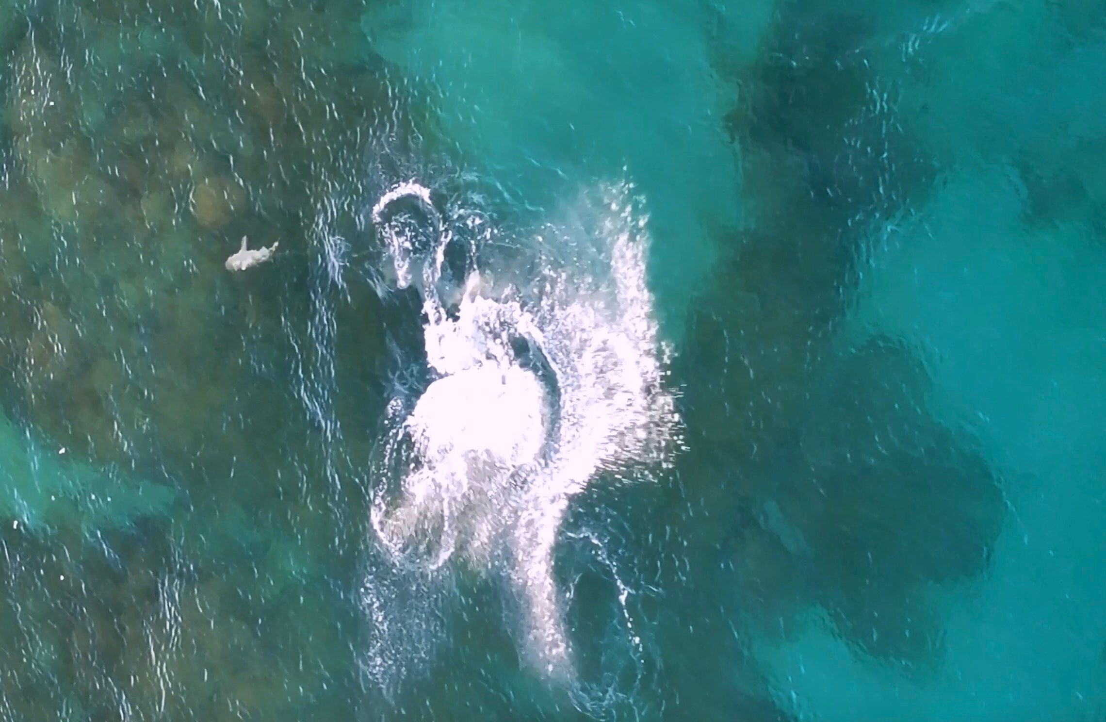 Hammerhead shark attacks reef shark