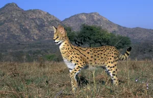 Serval cat Serval cat