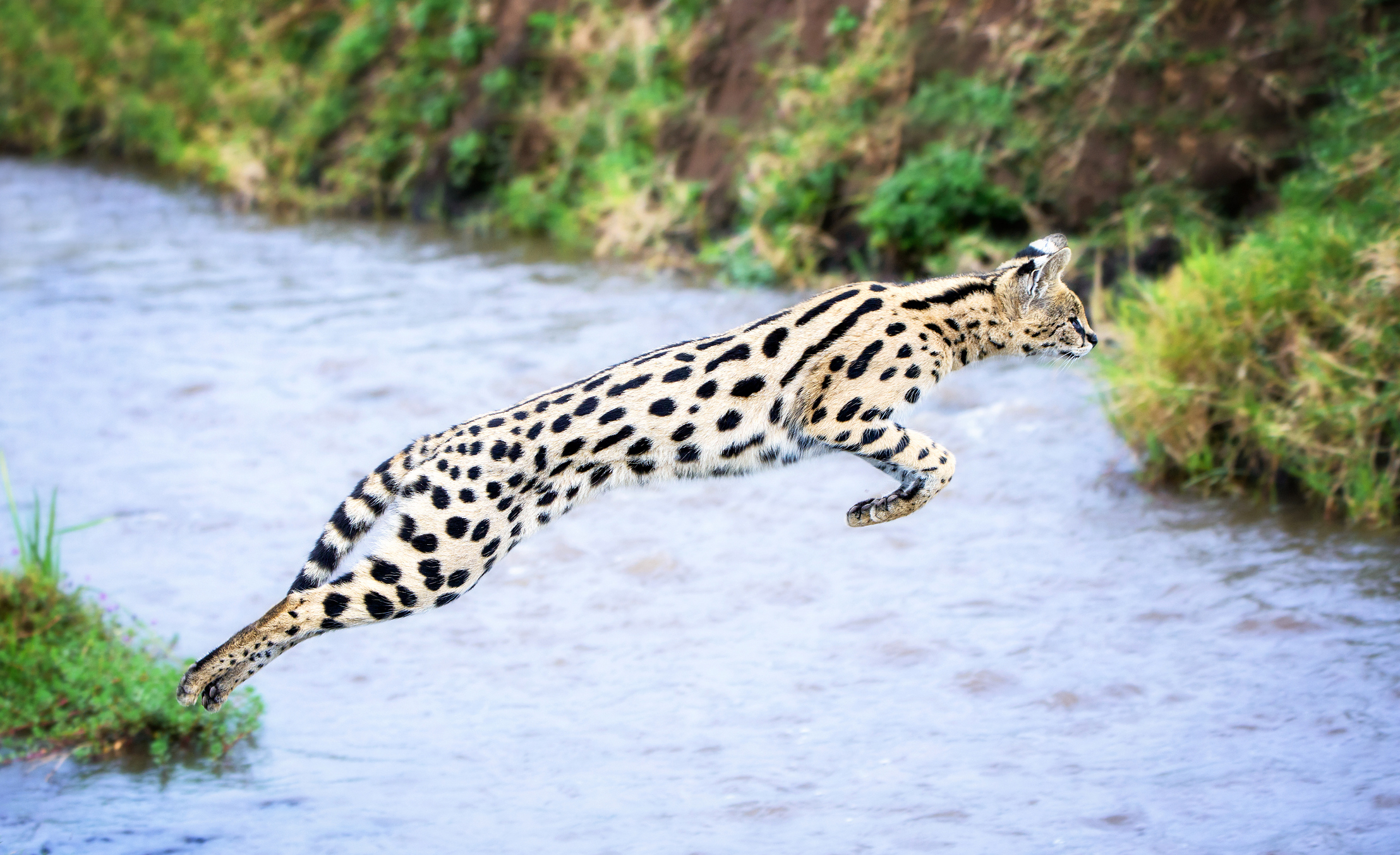 Beautiful serval cat stretching out to gracefully leap over a stream in Tanzania's Ngorongoro Crater.
