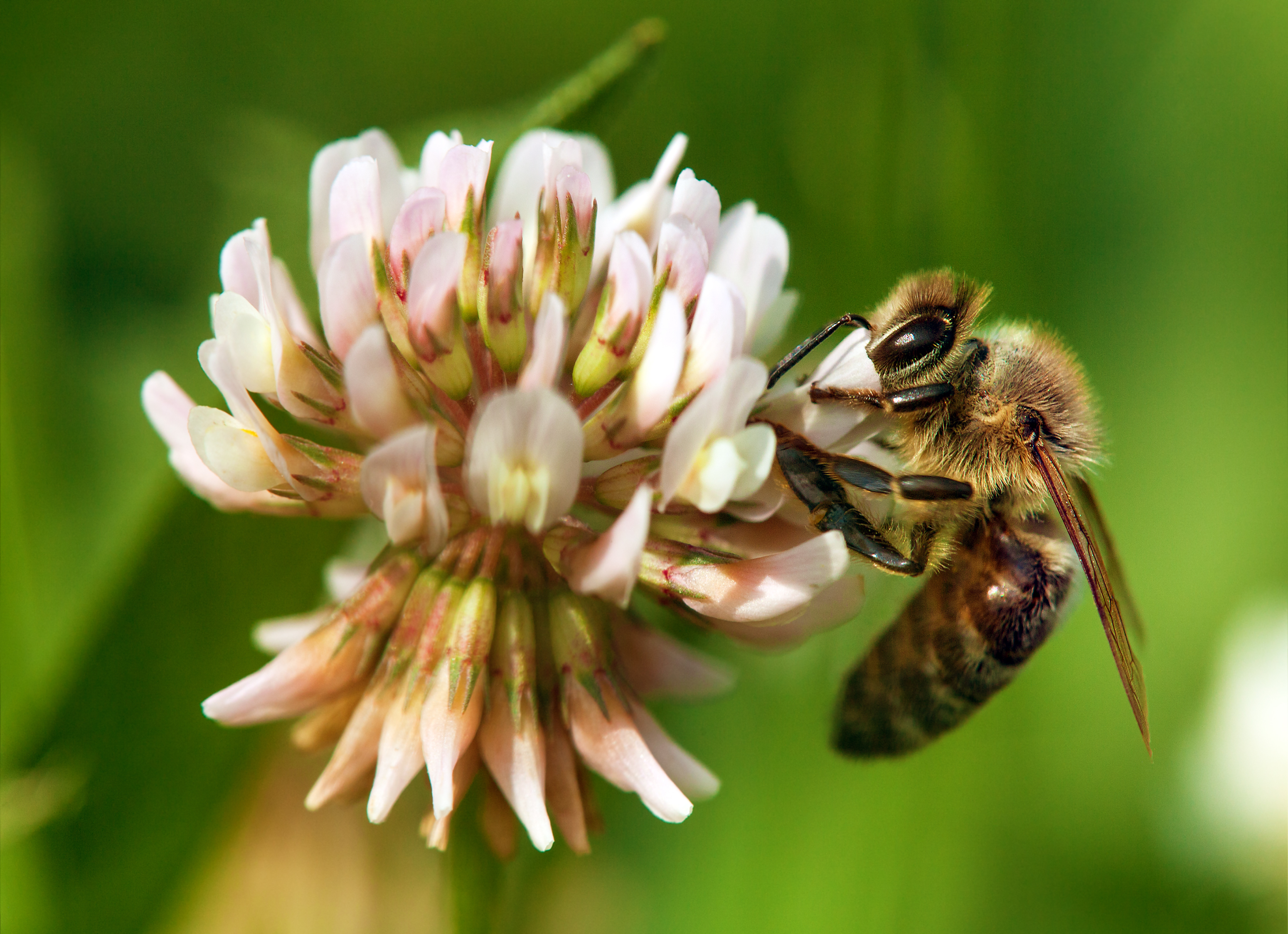 A honeybee on white clover flower.