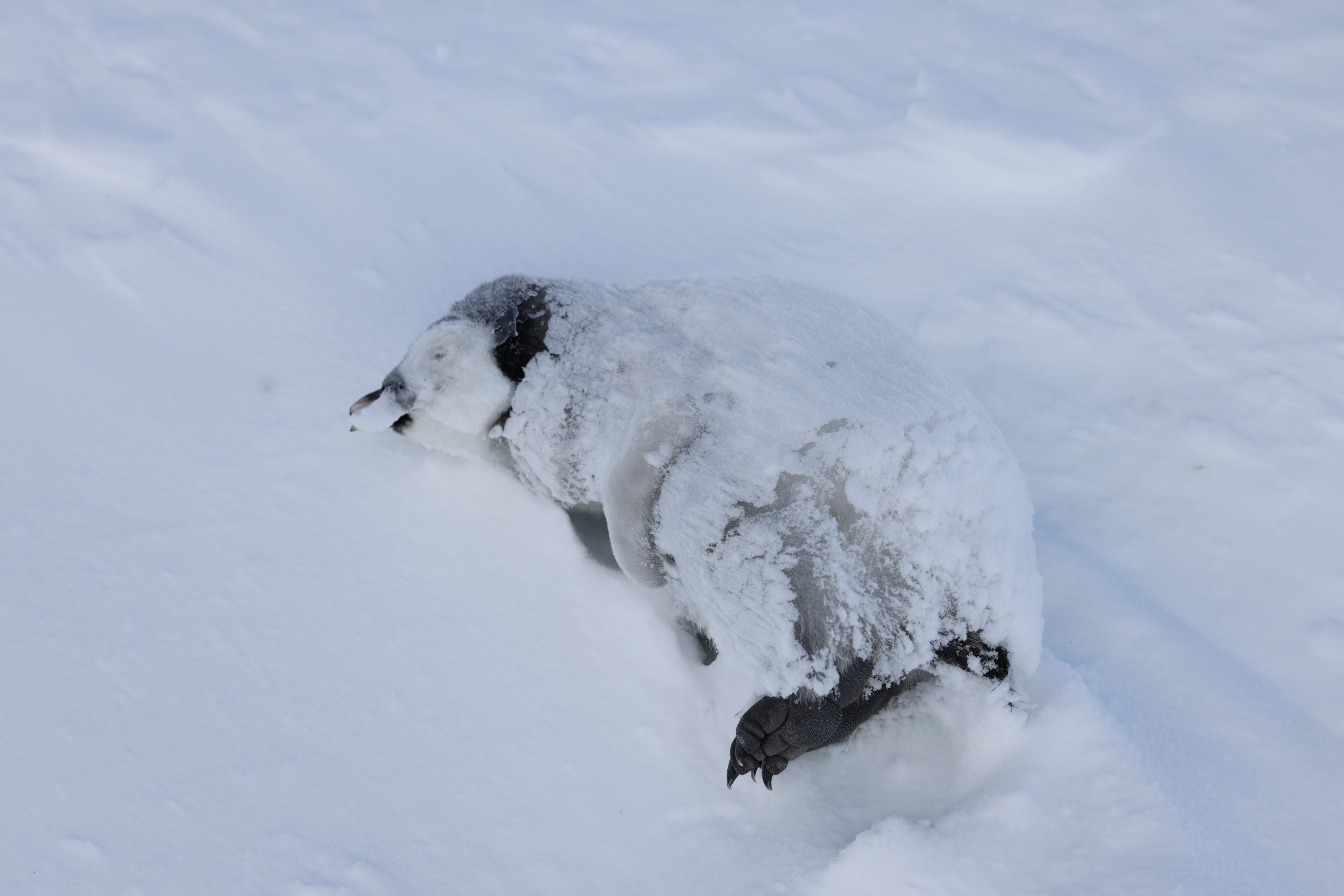 The corpse of an emperor penguin chick on Coulman Island