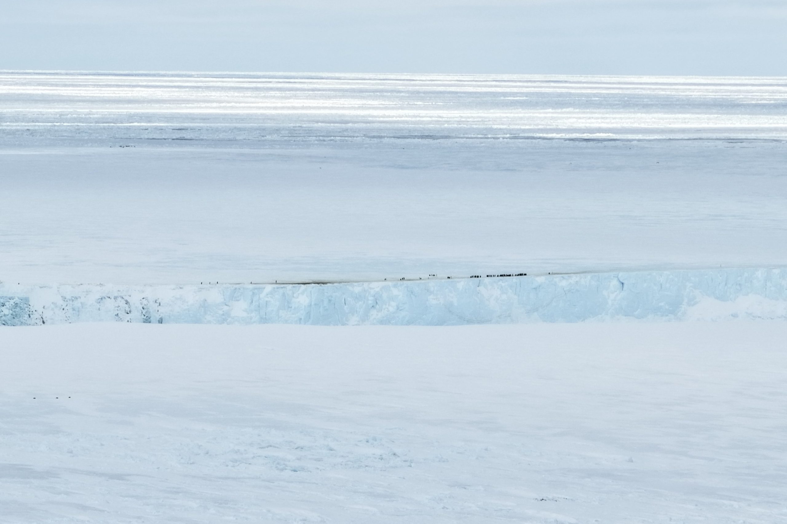 Emperor penguins gathered at the top of the iceberg “cliff” as they attempt to return to the colony with food