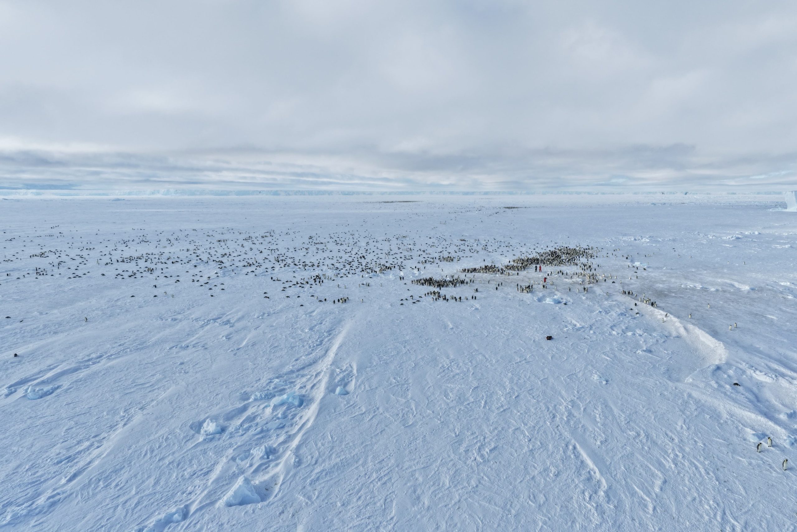 Researchers working in the Coulman Island colony. The “cliff” at the iceberg’s edge is visible in the distance across the horizon