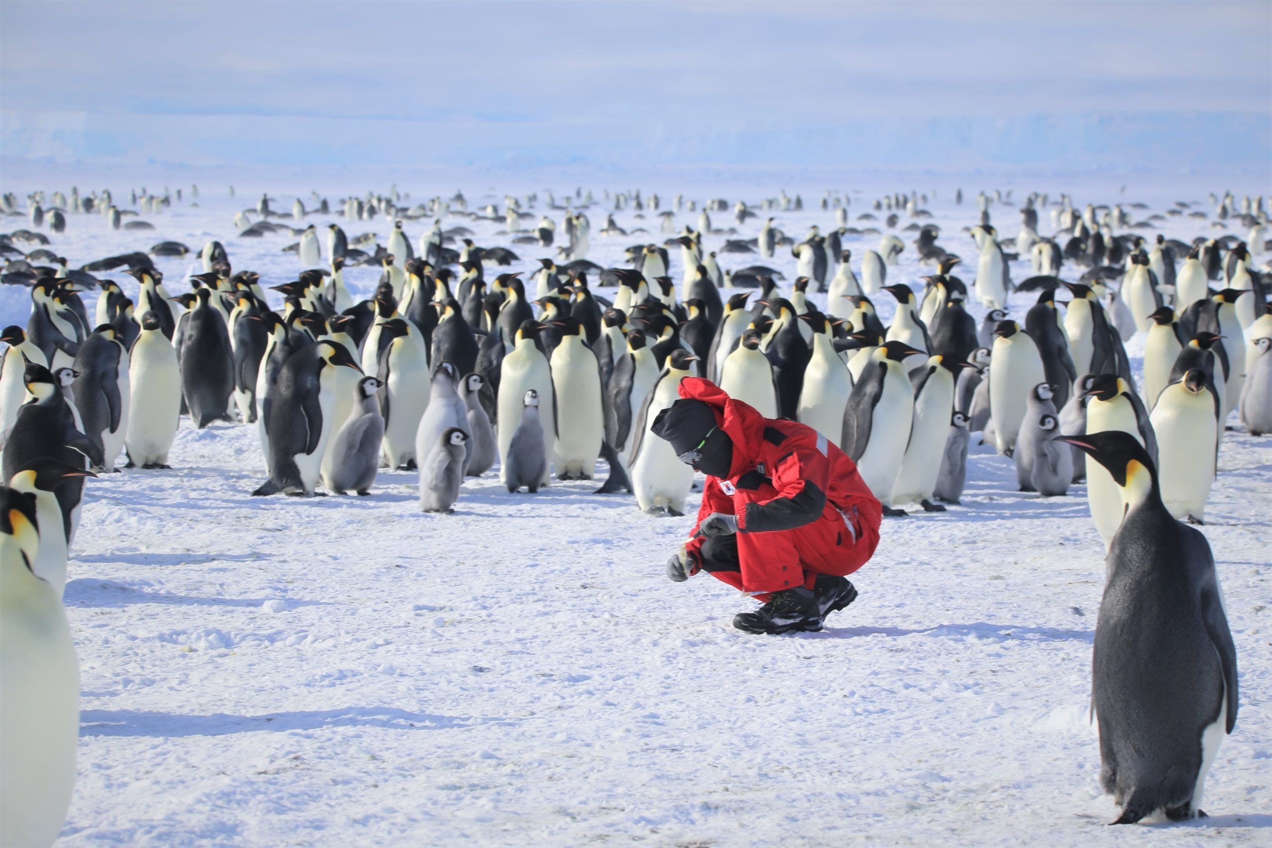 A researcher collecting guano samples at the Coulman Island emperor penguin breeding colony during the 2025 field survey