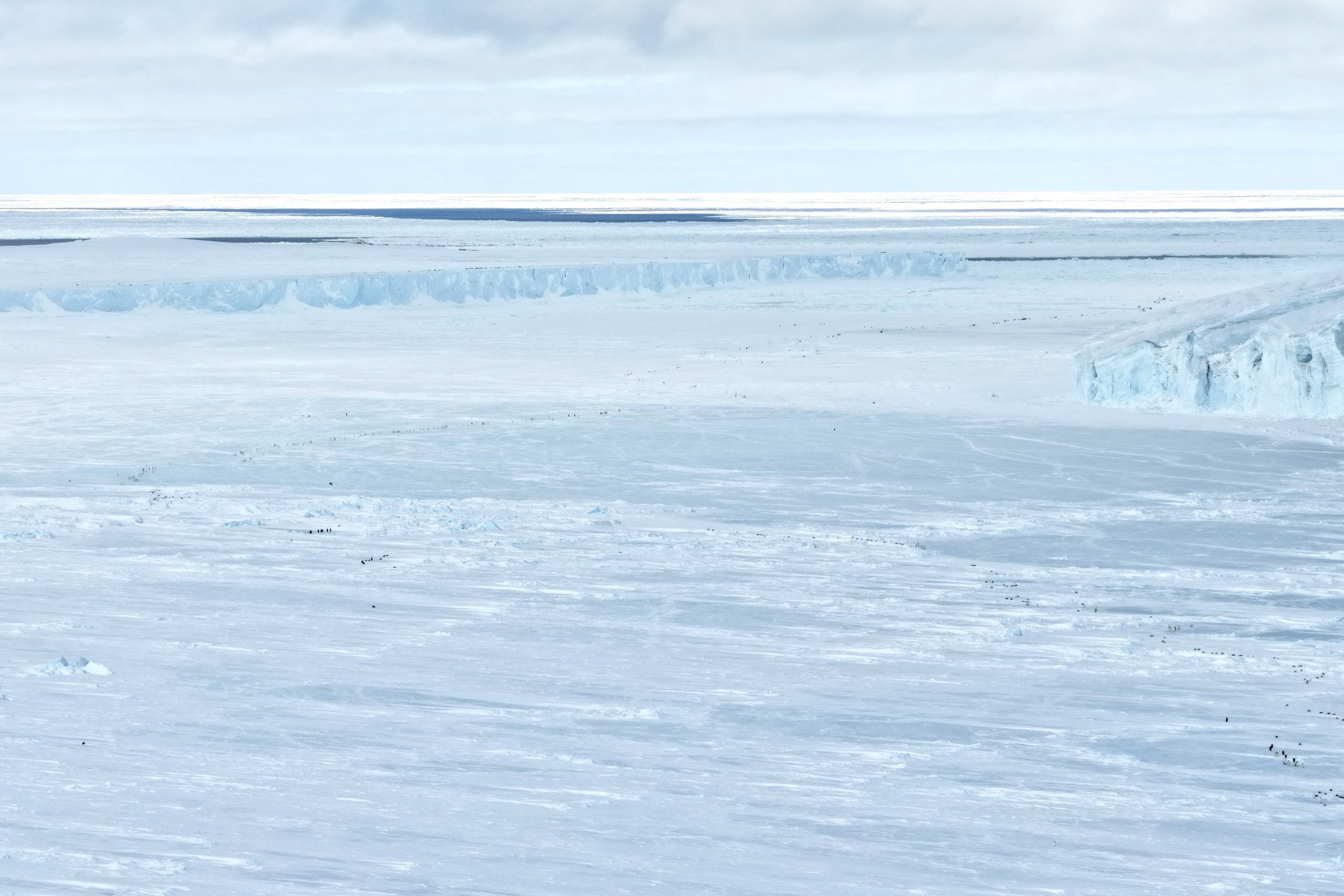 A line of emperor penguins moving toward the sea, navigating around the grounded iceberg in the top-left of the photo