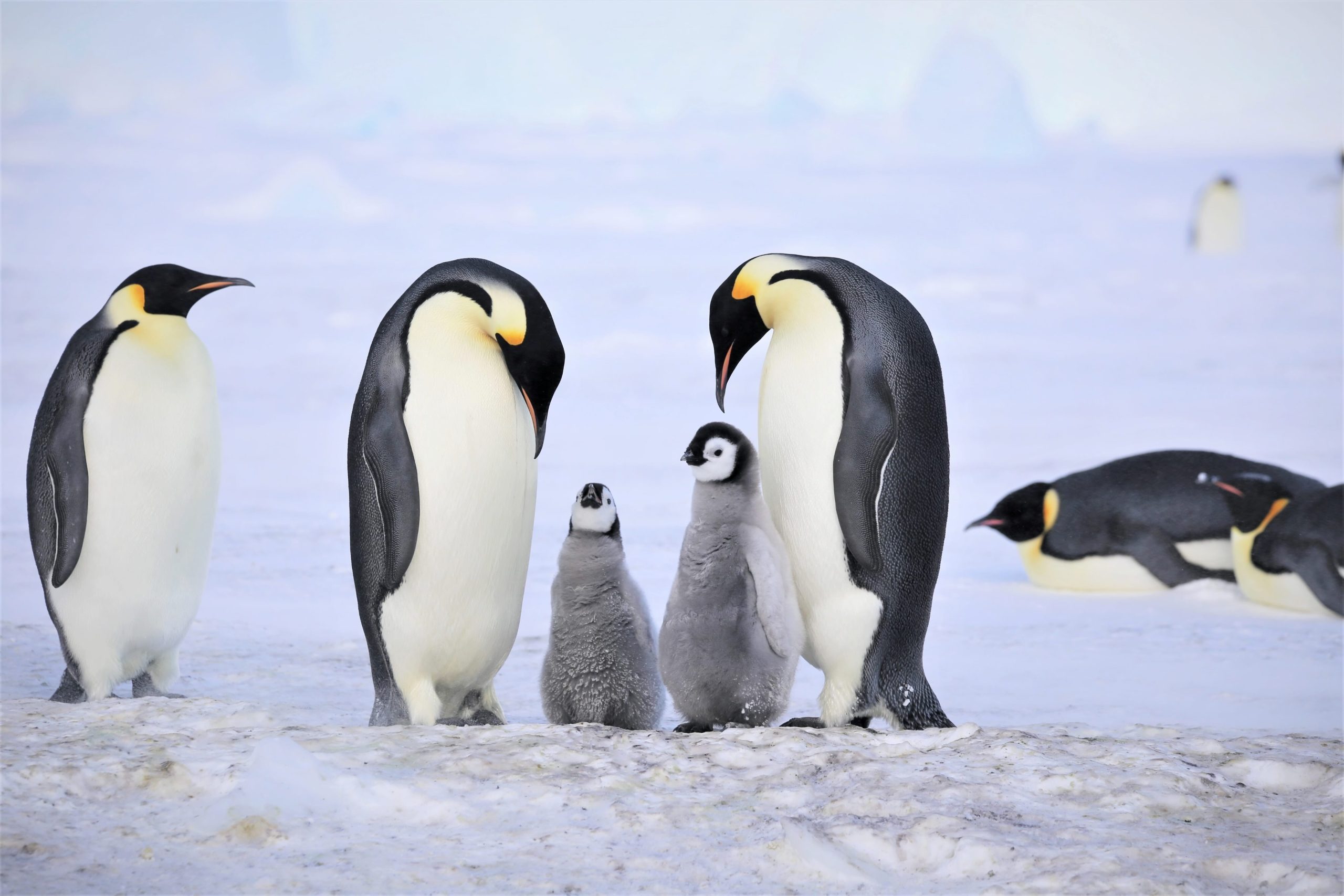 Emperor penguins with their chicks