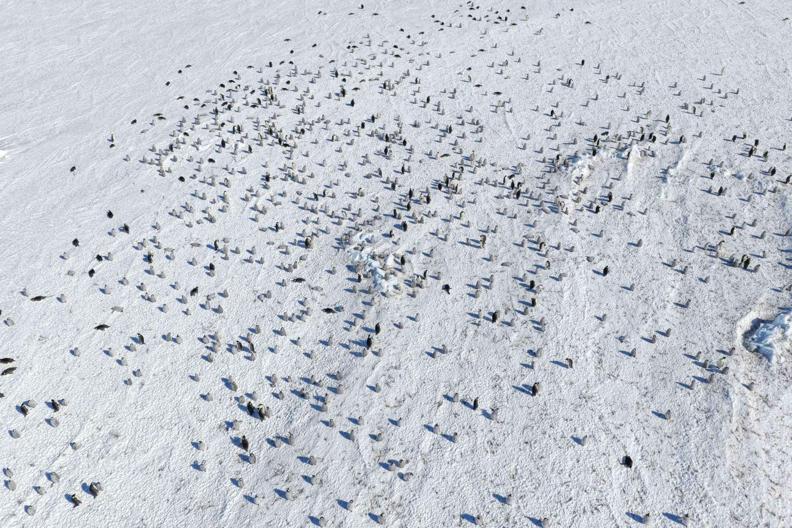 Aerial view of the Coulman Island colony, photographed with a UAV